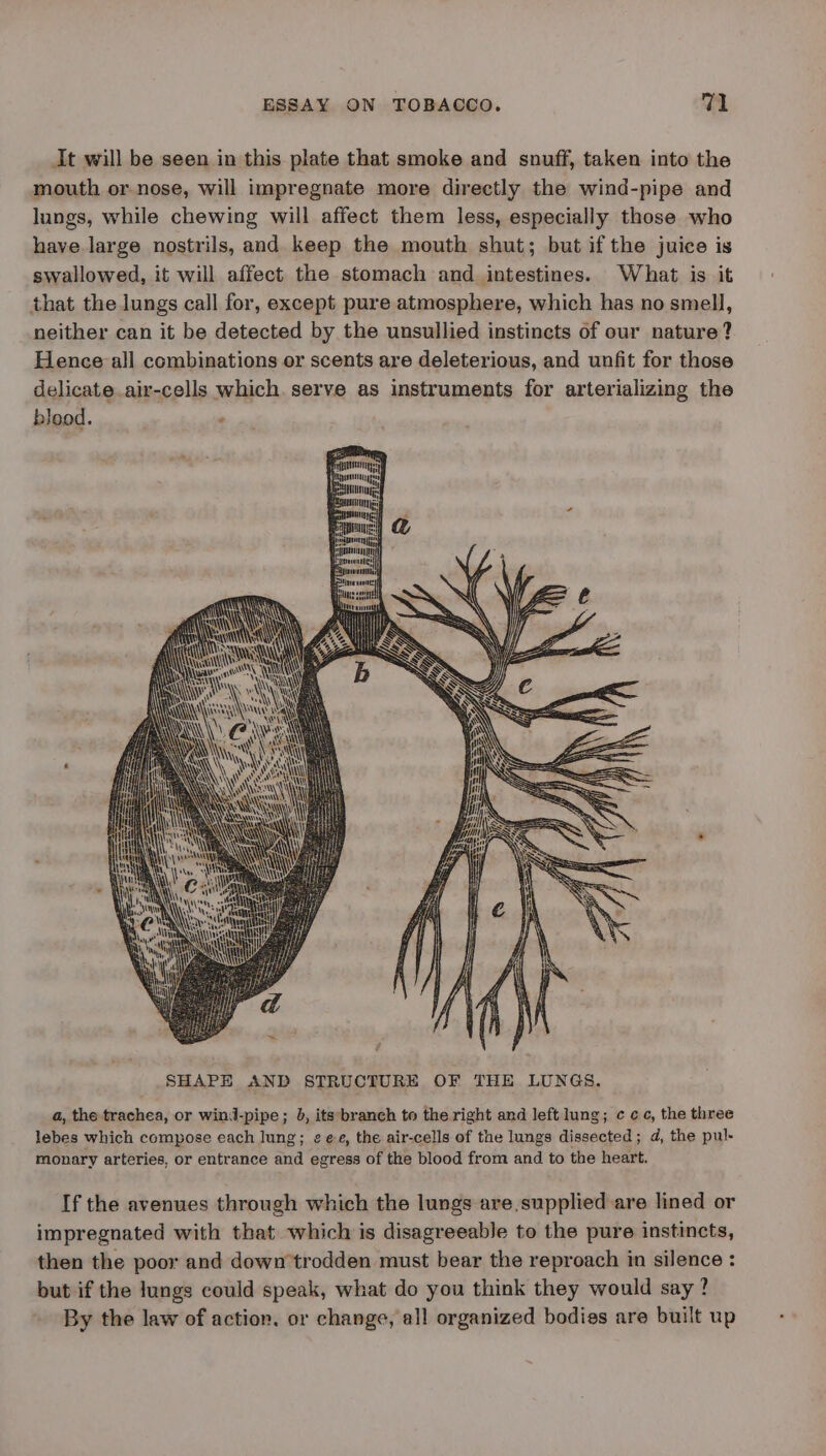 It will be seen in this plate that smoke and snuff, taken into the mouth or-nose, will impregnate more directly the wind-pipe and lungs, while chewing will affect them less, especially those who have large nostrils, and keep the mouth shut; but if the juice is swallowed, it will affect the stomach and intestines. What is it that the lungs call for, except pure atmosphere, which has no smell, neither can it be detected by the unsullied instincts of our nature? Hence:all combinations or scents are deleterious, and unfit for those delicate.air-cells which. serve as instruments for arterializing the blood. SHAPE AND STRUCTURE OF THE LUNGS. a, the trachea, or wind-pipe; 8, its branch to the right and left lung; c cc, the three lebes which compose each lung; ¢ ee, the air-cells of the lungs dissected; d, the pul- monary arteries, or entrance and egress of the blood from and to the heart. If the avenues through which the lungs are,supplied are lined or impregnated with that which is disagreeable to the pure instincts, then the poor and downtrodden must bear the reproach in silence : but if the lungs could speak, what do you think they would say ? By the law of action. or change, all organized bodies are built up