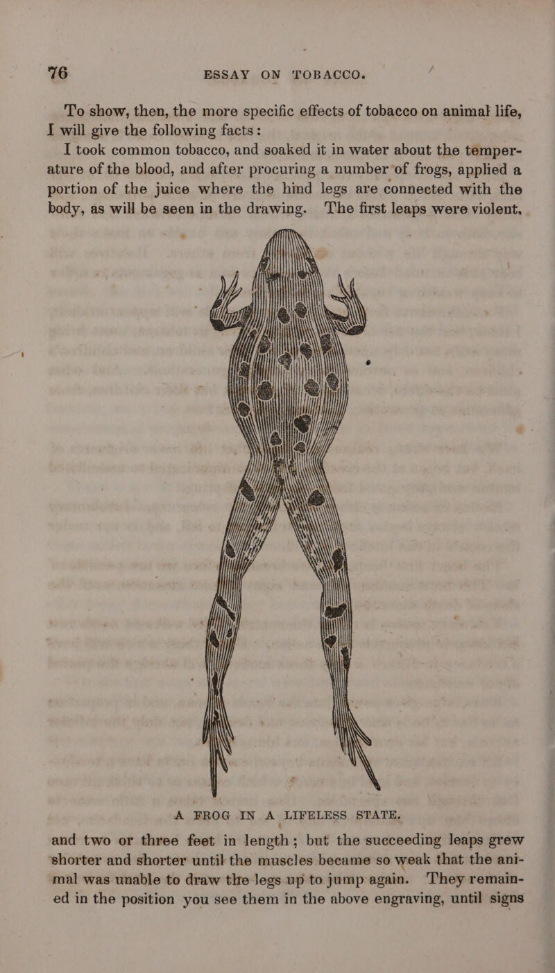 To show, then, the more specific effects of tobacco on animal life, I will give the following facts: I took common tobacco, and soaked it in water about the temper- ature of the blood, and after procuring a numberof frogs, applied a portion of the juice where the hind legs are connected with the body, as will be seen in the drawing. The first leaps were violent, A FROG IN A LIFELESS STATE. : and two or three feet in length; but the succeeding leaps grew shorter and shorter until the muscles became so weak that the ani- mal was unable to draw the legs up to jump again. ‘T'hey remain- ed in the position you see them in the above engraving, until signs