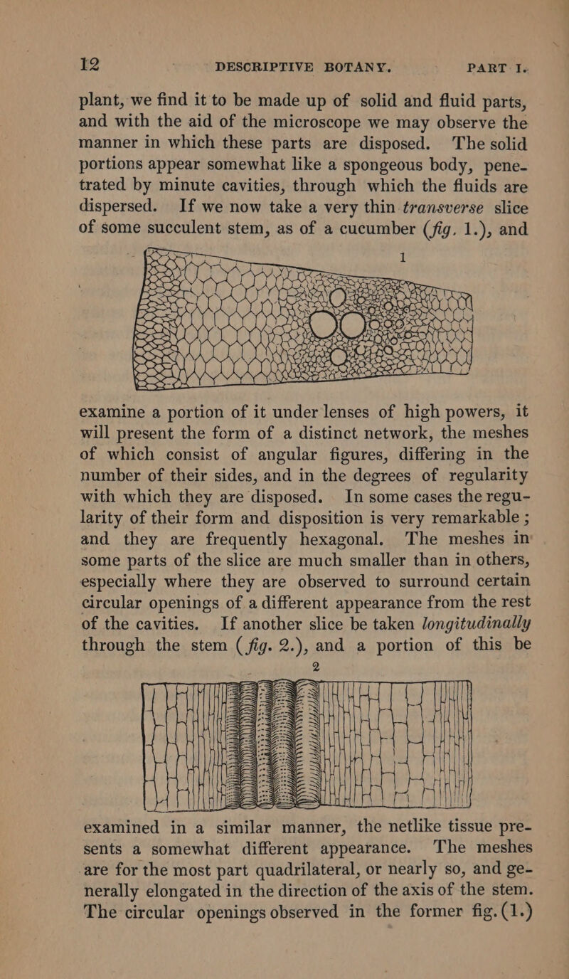plant, we find it to be made up of solid and fluid parts, and with the aid of the microscope we may observe the manner in which these parts are disposed. The solid portions appear somewhat like a spongeous body, pene- trated by minute cavities, through which the fluids are dispersed. If we now take a very thin transverse slice of some succulent stem, as of a cucumber (fig, 1.), and examine a portion of it under lenses of high powers, it will present the form of a distinct network, the meshes of which consist of angular figures, differing in the number of their sides, and in the degrees of regularity with which they are disposed. In some cases the regu- larity of their form and disposition is very remarkable ; and they are frequently hexagonal. The meshes in some parts of the slice are much smaller than in others, especially where they are observed to surround certain circular openings of a different appearance from the rest of the cavities. If another slice be taken longitudinally through the stem (fig. 2.), and a portion of this be 2 examined in a similar manner, the netlike tissue pre- sents a somewhat different appearance. The meshes are for the most part quadrilateral, or nearly so, and ge- nerally elongated in the direction of the axis of the stem. The circular openings observed in the former fig. (1.)