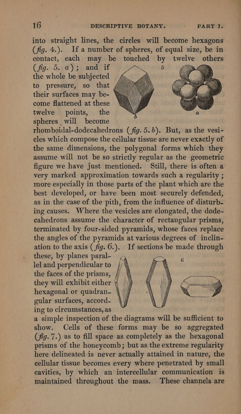 into straight lines, the circles will become hexagons (fig. 4.). If a number of spheres, of equal size, be in contact, each may be touched by ies others ( fig.~5&lt;9 0), 5 sands Tr Wy the whole be subjected to pressure, so that their surfaces may be- YW come flattened at these twelve points, the spheres will become rhomboidal-dodecahedrons (fig. 5.6). But, as the vesi- cles which compose the cellular tissue are never exactly of the same dimensions, the polygonal forms which they assume will not be so strictly regular as the geometric figure we have just mentioned. Still, there is often a very marked approximation towards such a regularity ; more especially in those parts of the plant which are the best developed, or have been most securely defended, as in the case of the pith, from the influence of disturb- ing causes. Where the vesicles are elongated, the dode- cahedrons assume the character of rectangular prisms, terminated by four-sided pyramids, whose faces replace the angles of the pyramids at various degrees of inclin- ation to the axis ( fig. 6. If sections be made through these, by planes paral- lel and perpendicular to the faces of the prisms, they will exhibit either ¥ hexagonal or quadran- gular surfaces, accord. ing to circumstances, as a simple inspection of the diagrams will be sufficient to show. Cells of these forms may be so aggregated (fig. 7.) as to fill space as completely as the hexagonal prisms of the honeycomb; but as the extreme regularity here delineated is never actually attained in nature, the cellular tissue becomes every where penetrated by small cavities, by which an intercellular communication is maintained throughout the mass. These channels are