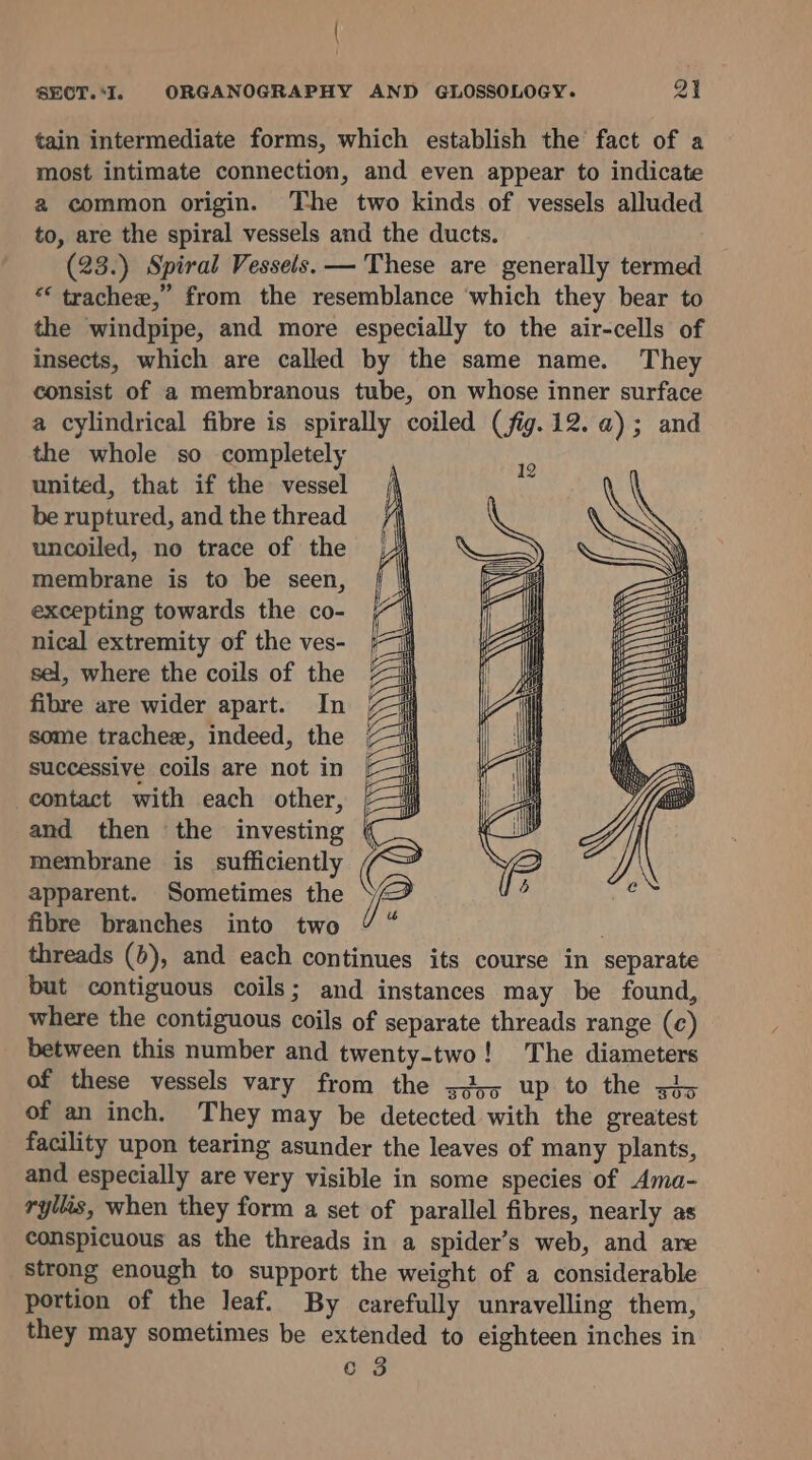 { SECT.I. ORGANOGRAPHY AND GLOSSOLOGY. om | tain intermediate forms, which establish the fact of a most intimate connection, and even appear to indicate a common origin. The two kinds of vessels alluded to, are the spiral vessels and the ducts. (23.) Spiral Vessels. — These are generally termed “ trachee,” from the resemblance which they bear to the windpipe, and more especially to the air-cells of insects, which are called by the same name. They consist of a membranous tube, on whose inner surface a cylindrical fibre is spirally coiled (fig.12. a); and the whole so completely united, that if the vessel be ruptured, and the thread uncoiled, no trace of the membrane is to be seen, excepting towards the co- nical extremity of the ves- sel, where the coils of the fibre are wider apart. In some trachee, indeed, the successive coils are not in contact with each other, and then the investing membrane is sufficiently apparent. Sometimes the fibre branches into two threads (&gt;), and each continues its course in separate but contiguous coils; and instances may be found, where the contiguous coils of separate threads range (c) between this number and twenty-two! The diameters of these vessels vary from the s2,5 up to the x3, of an inch. They may be detected with the greatest facility upon tearing asunder the leaves of many plants, and especially are very visible in some species of Ama- ryllis, when they form a set of parallel fibres, nearly as conspicuous as the threads in a spider’s web, and are strong enough to support the weight of a considerable portion of the leaf. By carefully unravelling them, they may sometimes be extended to eighteen inches in c 3 SSS Se ee SS