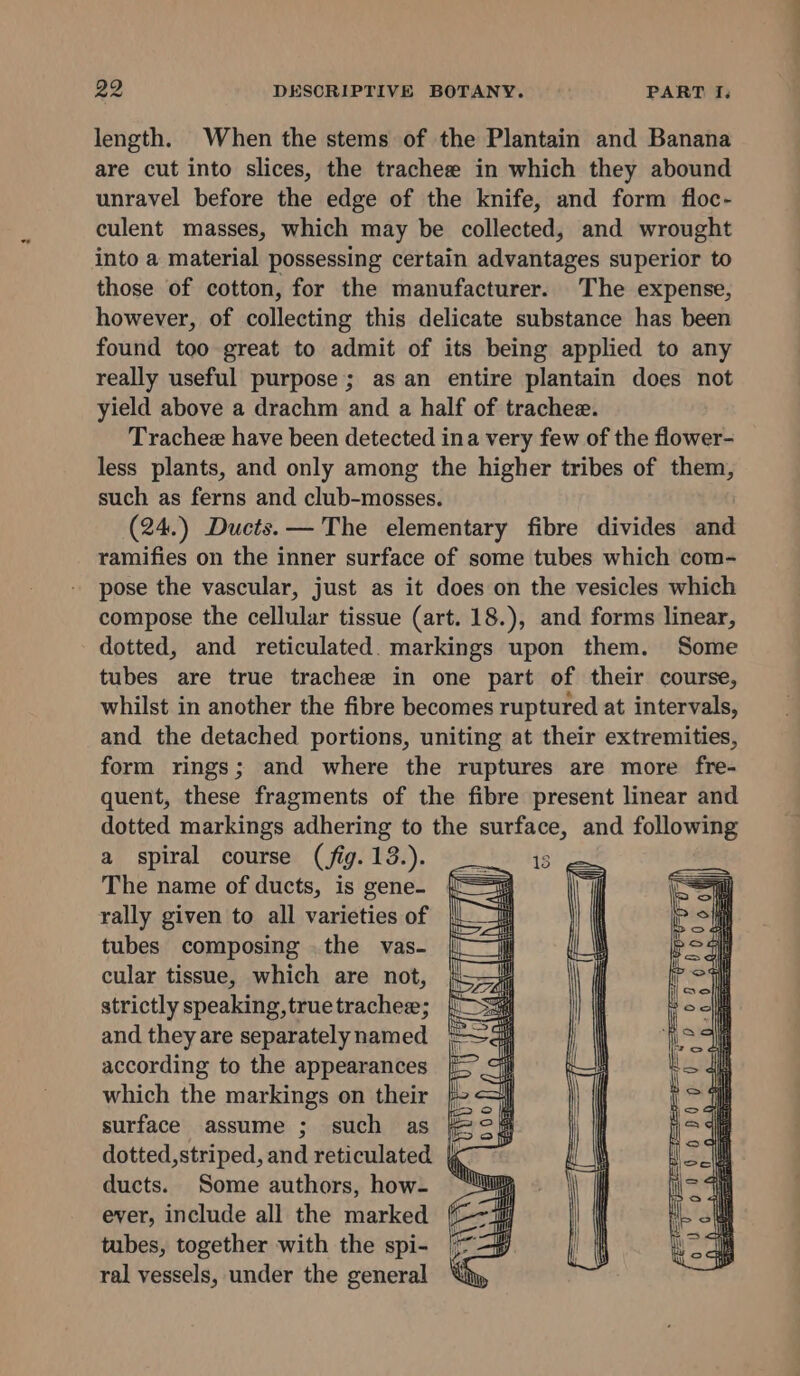 length. When the stems of the Plantain and Banana are cut into slices, the trachee in which they abound unravel before the edge of the knife, and form floc- culent masses, which may be collected, and wrought into a material possessing certain advantages superior to those of cotton, for the manufacturer. The expense, however, of Giilesting this delicate substance has been found too great to admit of its being applied to any really useful purpose; as an entire plantain does not yield above a drachm and a half of trachee. Trachee have been detected ina very few of the flower- less plants, and only among the higher tribes of them, such as ferns and club-mosses. (24.) Ducts.— The elementary fibre divides aii ramifies on the inner surface of some tubes which com- pose the vascular, just as it does on the vesicles which compose the cellular tissue (art. 18.), and forms linear, dotted, and reticulated. markings upon them. Some tubes are true trachee in one part of their course, whilst in another the fibre becomes ruptured at intervals, and the detached portions, uniting at their extremities, form rings; and where the ruptures are more fre- quent, these fragments of the fibre present linear and dotted markings adhering to the surface, and following a spiral course (fig. 13.). 13 The name of ducts, is gene. rally given to all varieties of tubes composing the vas- cular tissue, which are not, strictly speaking, true trachee; and they are separately named according to the appearances which the markings on their surface assume ; such as } dotted,striped, and reticulated (x ducts. Some authors, how- ever, include all the marked tubes, together with the spi- ral vessels, under the general