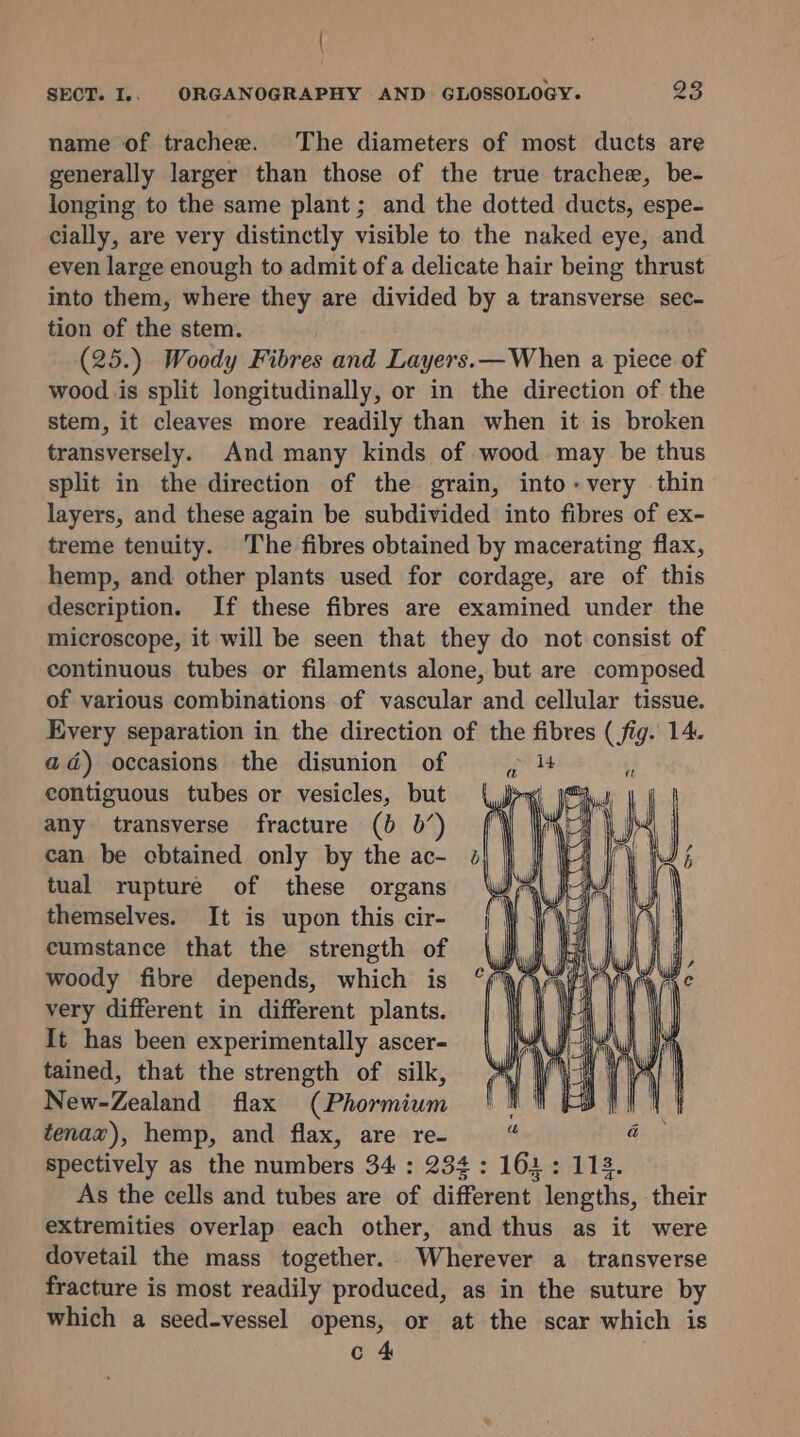 name of trachee. The diameters of most ducts are generally larger than those of the true trachee, be- longing to the same plant; and the dotted ducts, espe- cially, are very distinctly visible to the naked eye, and even large enough to admit of a delicate hair being thrust into them, where they are divided by a transverse sec- tion of the stem. (25.) Woody Fibres and Layers.—When a piece of wood is split longitudinally, or in the direction of the stem, it cleaves more readily than when it is broken transversely. And many kinds of wood may be thus split in the direction of the grain, into-very thin layers, and these again be subdivided into fibres of ex- treme tenuity. The fibres obtained by macerating flax, hemp, and other plants used for cordage, are of this description. If these fibres are examined under the microscope, it will be seen that they do not consist of continuous tubes or filaments alone, but are composed of various combinations of vascular and cellular tissue. Every separation in the direction of the fibres (fig. 14. ad) occasions the disunion of ~ 14 contiguous tubes or vesicles, but any transverse fracture (b b’) can be cbtained only by the ac- tual rupture of these organs themselves. It is upon this cir- cumstance that the strength of woody fibre depends, which is very different in different plants. It has been experimentally ascer- tained, that the strength of silk, New-Zealand flax (Phormium tenaw), hemp, and flax, are re- spectively as the numbers 34 : 234: 161: 113. As the cells and tubes are of different lengths, their extremities overlap each other, and thus as it were dovetail the mass together. Wherever a transverse fracture is most readily produced, as in the suture by which a seed-vessel opens, or at the scar which is c 4