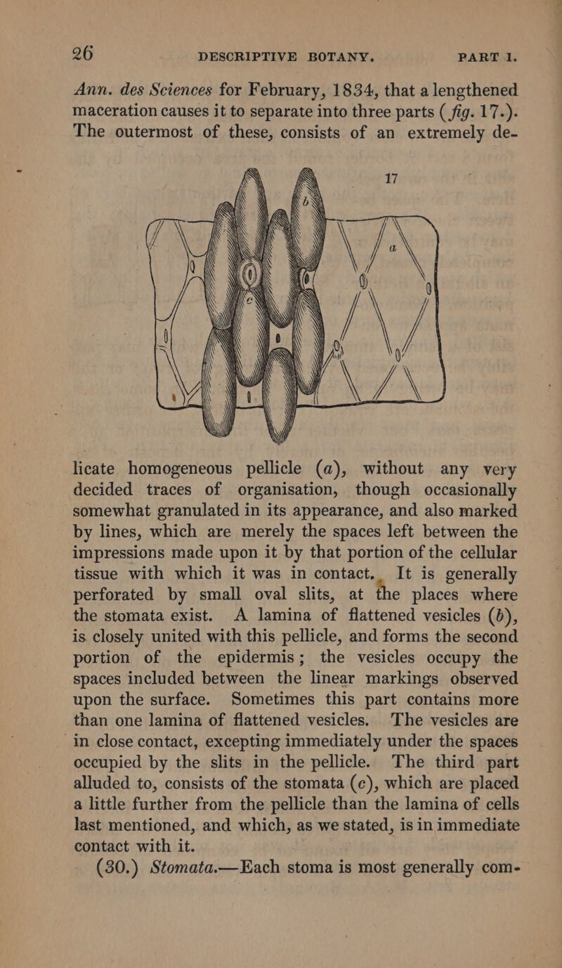 Ann. des Sciences for February, 1834, that a lengthened maceration causes it to separate into three parts (fig. 17.). The outermost of these, consists of an extremely de- licate homogeneous pellicle (a), without any very decided traces of organisation, though occasionally somewhat granulated in its appearance, and also marked by lines, which are merely the spaces left between the impressions made upon it by that portion of the cellular tissue with which it was in contact. It is generally perforated by small oval slits, at the places where the stomata exist. A lamina of flattened vesicles (6), is. closely united with this pellicle, and forms the second portion of the epidermis; the vesicles occupy the spaces included between the linear markings observed upon the surface. Sometimes this part contains more than one lamina of flattened vesicles. The vesicles are in close contact, excepting immediately under the spaces occupied by the slits in the pellicle. The third part alluded to, consists of the stomata (c), which are placed a little further from the pellicle than the lamina of cells last mentioned, and which, as we stated, is in immediate contact with it. (30.) Stomata.—Each stoma is most generally com-