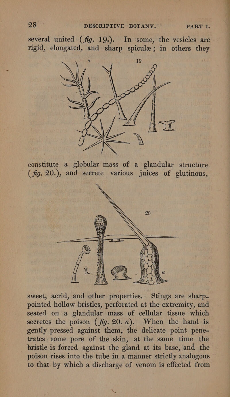 several united ( fig. 19.). In some, the vesicles are rigid, elongated, and sharp spicule; in others they constitute a globular mass of a glandular structure (fig. 20.), and secrete various juices of glutinous, sweet, acrid, and other properties. Stings are sharp- pointed hollow bristles, perforated at the extremity, and seated on a glandular mass of cellular tissue which secretes the poison (fig. 20. a). When the hand is gently pressed against them, the delicate point pene- trates some pore of the skin, at the same time the bristle is forced against the gland at its base, and the poison rises into the tube in a manner strictly analogous to that by which a discharge of venom is effected from