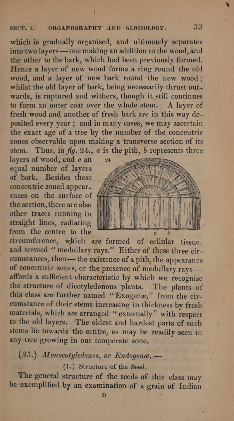 which is gradually organised, and ultimately separates into two layers—one making an addition to the wood, and the other to the bark, which had been previously formed. Hence a layer of new wood forms a ring round the old wood, and a layer of new bark round the new wood ; whilst the old layer of bark, being necessarily thrust out- wards, is ruptured and withers, though it still continues to form an outer coat over the whole stem. A layer of fresh wood and another of fresh bark are in this way de- posited every year ; and in many cases, we may ascertain the exact age of a tree by the number of the concentric zones observable upon making a transverse section of its stem. Thus, in fig. 24., a is the pith, b represents three layers of wood, and ¢ an oar equal number of layers of bark. Besides these concentric zoned appear- ances on the surface of the section, there are also other traces running in straight lines, radiating from the centre to the , circumference, which are formed of cellular tissue, and termed “‘ medullary rays.” Either of these three cir- cumstances, then— the existence of a pith, the appearance of concentric zones, or the presence of medullary rays — affords a sufficient characteristic by which we recognise the structure of dicotyledonous plants. The plants of this class are further named ‘‘Exogene,” from the cir- cumstance of their stems increasing in thickness by fresh materials, which are arranged “externally” with respect to the old layers. The oldest and hardest parts of such stems lie towards the centre, as may be readily seen in any tree growing in our temperate zone. (35.) Monocotyledones, or Endogene. — (1) Structure of the Seed. The general structure of the seeds of this class may be exemplified by an examination of a grain of Indian re