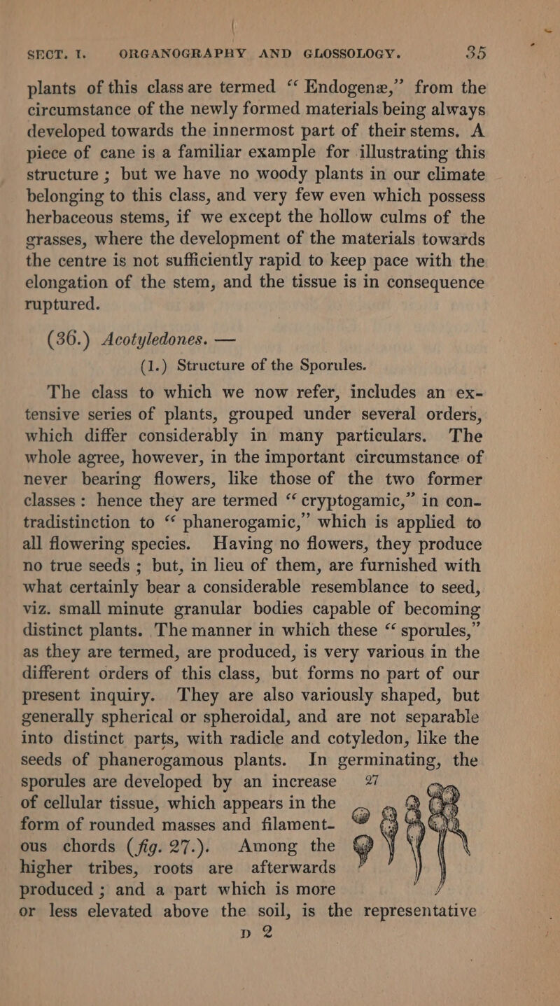 { SECT. I. ORGANOGRAPBHY AND GLOSSOLOGY. 35 plants of this class are termed ‘‘ Endogene,” from the circumstance of the newly formed materials being always developed towards the innermost part of their stems, A piece of cane is a familiar example for illustrating this structure ; but we have no woody plants in our climate belonging to this class, and very few even which possess herbaceous stems, if we except the hollow culms of the grasses, where the development of the materials towards the centre is not sufficiently rapid to keep pace with the elongation of the stem, and the tissue is in consequence ruptured. (36.) Acotyledones. — (1.) Structure of the Sporules. The class to which we now refer, includes an ex- tensive series of plants, grouped under several orders, which differ considerably in many particulars. The whole agree, however, in the important circumstance of never bearing flowers, like those of the two former classes: hence they are termed “ cryptogamic,” in con- tradistinction to “ phanerogamic,” which is applied to all flowering species. Having no flowers, they produce no true seeds ; but, in lieu of them, are furnished with what certainly bear a considerable resemblance to seed, viz. small minute granular bodies capable of becoming distinct plants. The manner in which these “ sporules,” as they are termed, are produced, is very various in the different orders of this class, but forms no part of our present inquiry. They are also variously shaped, but generally spherical or spheroidal, and are not separable into distinct parts, with radicle and cotyledon, like the seeds of phanerogamous plants. In germinating, the sporules are developed by an increase 27 of cellular tissue, which appears in the . .. @ form of rounded masses and filament- (3 ous chords (fig. 27.). Among the higher tribes, roots are afterwards produced ; and a part which is more or less elevated above the soil, is the representative