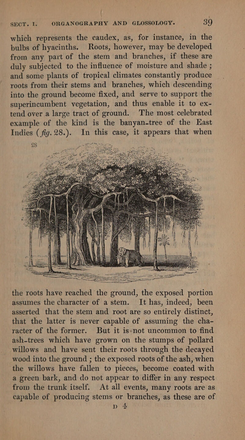 | SECT. I. ORGANOGRAPHY AND GLOSSOLOGY. 39 which represents the caudex, as, for instance, in the bulbs of hyacinths. Roots, however, may be developed from any part of the stem and branches, if these are duly subjected to the influence of moisture and shade ; and some plants of tropical climates constantly produce roots from their stems and branches, which descending into the ground become fixed, and serve to support the superincumbent vegetation, and thus enable it to ex- tend over a large tract of ground. The most celebrated example of the kind is the banyan-tree of the East Indies (fig. 28.). In this case, it appears that when the roots have reached the ground, the exposed portion assumes the character of a stem. It has, indeed, been asserted that the stem and root are so entirely distinct, that the latter is never capable of assuming the cha- racter of the former. But it is-not uncommon to find ash-trees which have grown on the stumps of pollard willows and have sent their roots through the decayed wood into the ground ; the exposed roots of the ash, when the willows have fallen to pieces, become coated with a green bark, and do not appear to differ in any respect from the trunk itself. At all events, many roots are as capable of producing stems or branches, as these are of