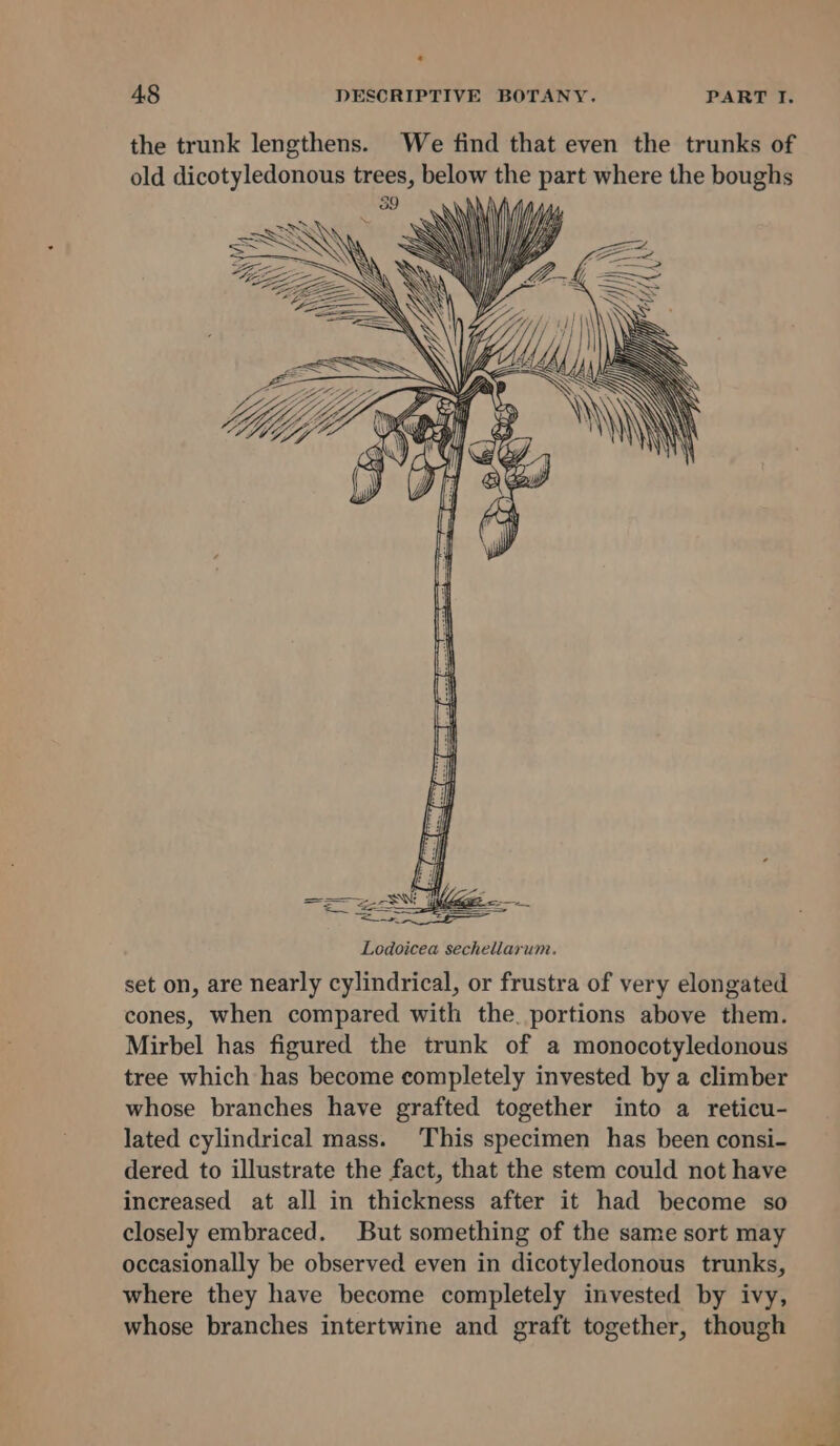 the trunk lengthens. We find that even the trunks of old dicotyledonous trees, below the part where the boughs 89 . \ Wy Lodoicea sechellarum. set on, are nearly cylindrical, or frustra of very elongated cones, when compared with the. portions above them. Mirbel has figured the trunk of a monocotyledonous tree which has become completely invested by a climber whose branches have grafted together into a reticu- lated cylindrical mass. This specimen has been consi- dered to illustrate the fact, that the stem could not have increased at all in thickness after it had become so closely embraced. But something of the same sort may occasionally be observed even in dicotyledonous trunks, where they have become completely invested by ivy, whose branches intertwine and graft together, though