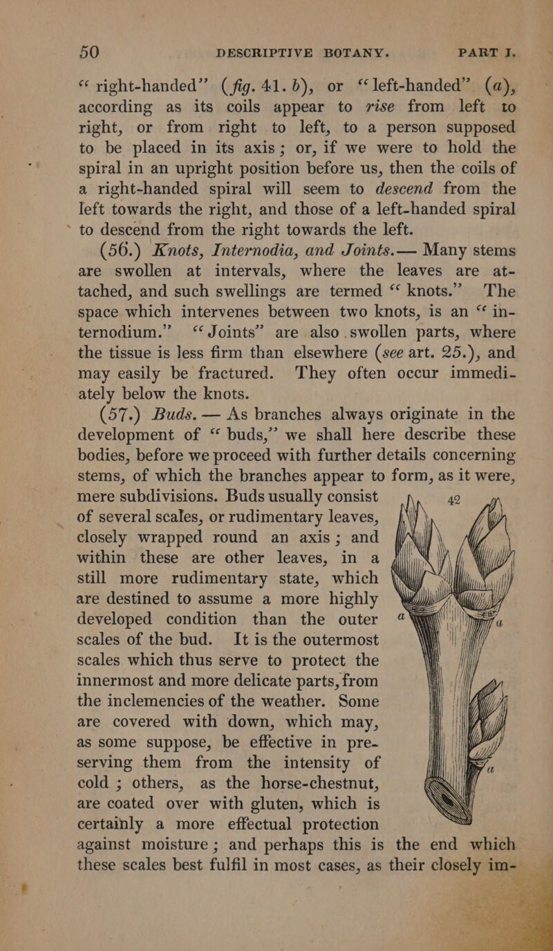 ‘‘ yight-handed”’ (fig. 41.6), or left-handed” (a), according as its coils appear to ise from left to right, or from right to left, to a person supposed to be placed in its axis; or, if we were to hold the spiral in an upright position before us, then the coils of a right-handed spiral will seem to descend from the left towards the right, and those of a left-handed spiral ’ to descend from the right towards the left. (56.) Knots, Internodia, and Joints. — Many stems are swollen at intervals, where the leaves are at- tached, and such swellings are termed “ knots.” The space which intervenes between two knots, is an “ in- ternodium.” Joints” are also swollen parts, where the tissue is less firm than elsewhere (see art. 25.), and may easily be fractured. They often occur immedi- ately below the knots. (57.) Buds. — As branches always originate in the development of “ buds,” we shall here describe these bodies, before we proceed with further details concerning stems, of which the branches appear to form, as it were, mere subdivisions. Buds usually consist of several scales, or rudimentary leaves, closely wrapped round an axis; and within these are other leaves, in a still more rudimentary state, which are destined to assume a more highly developed condition than the outer scales of the bud. It is the outermost scales which thus serve to protect the innermost and more delicate parts, from the inclemencies of the weather. Some are covered with down, which may, as some suppose, be effective in pre- serving them from the intensity of cold ; others, as the horse-chestnut, are coated over with gluten, which is certainly a more effectual protection against moisture ; and perhaps this is the end which SS SS t