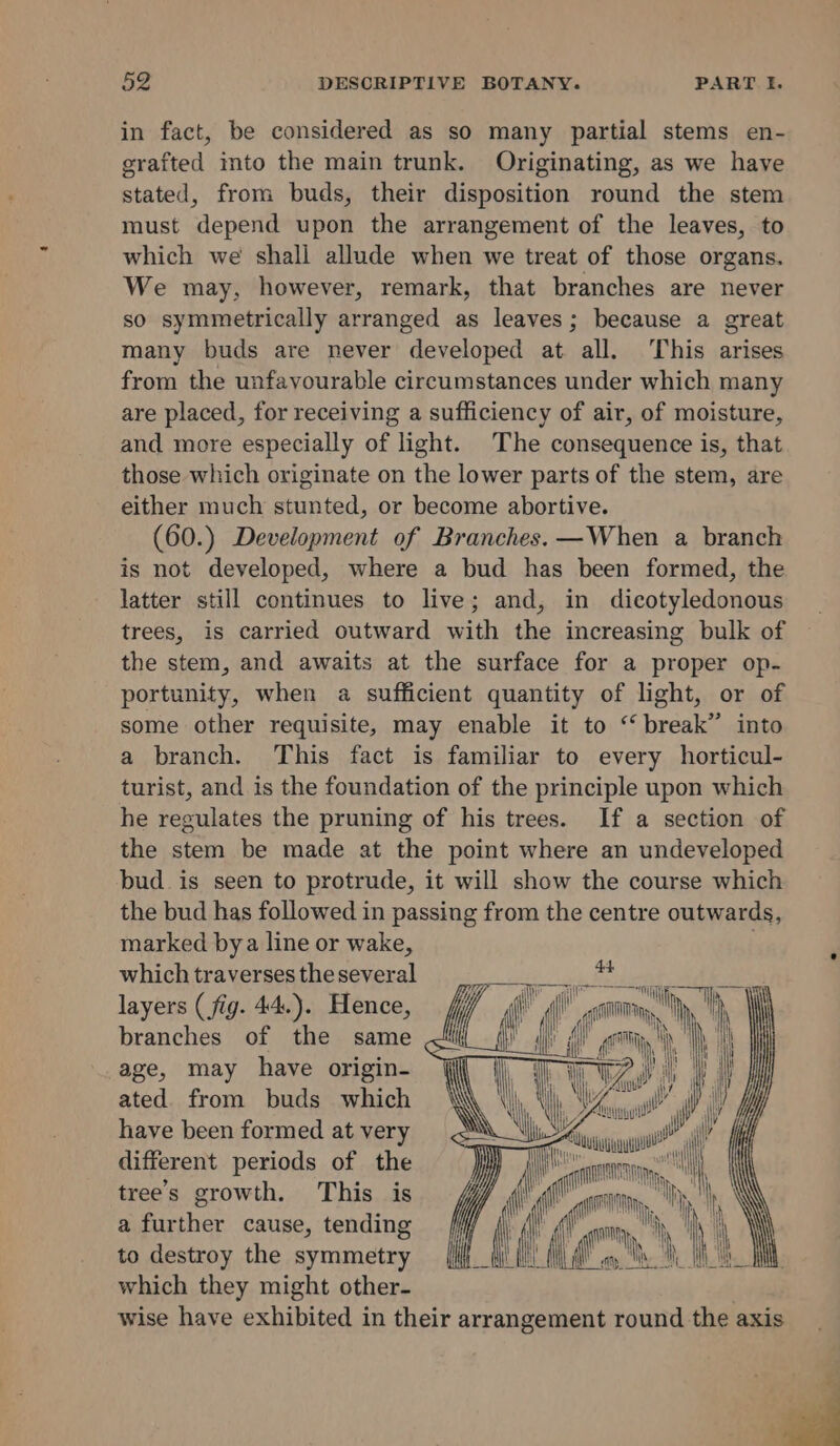 in fact, be considered as so many partial stems en- grafted into the main trunk. Originating, as we have stated, from buds, their disposition round the stem must depend upon the arrangement of the leaves, to which we shall allude when we treat of those organs. We may, however, remark, that branches are never so symmetrically arranged as leaves; because a great many buds are never developed at all. This arises from the unfavourable circumstances under which many are placed, for receiving a sufficiency of air, of moisture, and more especially of light. The consequence is, that those which originate on the lower parts of the stem, are either much stunted, or become abortive. (60.) Development of Branches. —When a branch is not developed, where a bud has been formed, the latter still continues to live; and, in dicotyledonous trees, is carried outward with the increasing bulk of the stem, and awaits at the surface for a proper op- portunity, when a sufficient quantity of light, or of some other requisite, may enable it to “ break” into a branch. This fact is familiar to every horticul- turist, and is the foundation of the principle upon which he regulates the pruning of his trees. If a section of the stem be made at the point where an undeveloped bud is seen to protrude, it will show the course which the bud has followed in passing from the centre outwards, marked bya line or wake, . which traverses the several layers (fig. 44.). Hence, branches of the same age, may have origin- ated. from buds which have been formed at very different periods of the tree’s growth. This is a further cause, tending to destroy the symmetry which they might other- wise have exhibited in their arrangement round the axis ' ff ff )) | ~ , i \7 fy ' | iW \ mgr tN | HI at in l ‘ (er sh, Vy hy iy Ati it My em ain — SSS NS os