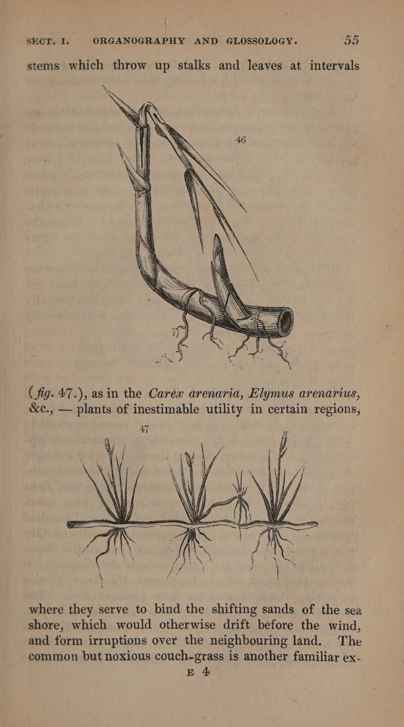 { SECT. I. ORGANOGRAPHY AND GLOSSOLOGY. 55 stems which throw up stalks and leaves at intervals ( fig. 47.), asin the Carex arenaria, Elymus arenarius, &amp;c., — plants of inestimable utility in certain regions, 47 where they serve to bind the shifting sands of the sea shore, which would otherwise drift before the wind, and form irruptions over the neighbouring land. The common but noxious couch-grass is another familiar ex-