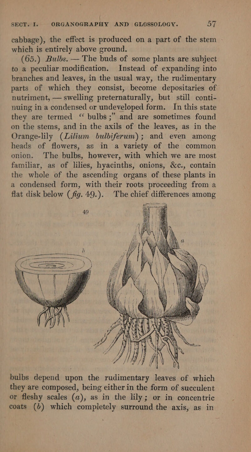 { SECT. I. ORGANOGRAPHY AND GLOSSOLOGY. OT cabbage), the effect is produced on a part of the stem | which is entirely above ground. (65.) Bulbs. — The buds of some plants are subject to a peculiar modification. Instead of expanding into branches and leaves, in the usual way, the rudimentary parts of which they consist, become depositaries of nutriment, — swelling preternaturally, but still conti- nuing in a condensed or undeveloped form. In this state they are termed “ bulbs ;” and are sometimes found on the stems, and in the axils of the leaves, as in the Orange-lily (Lilium bulbiferum); and even among heads of flowers, as in a variety of the common onion. The bulbs, however, with which we are most familiar, as of lilies, hyacinths, onions, &amp;c., contain the whole of the ascending organs of these plants in a condensed form, with their roots proceeding from a flat disk below (fig. 49.). The chief differences among bulbs depend upon the rudimentary leaves of which they are composed, being either in the form of succulent or fleshy scales (a), as in the lily; or in concentric