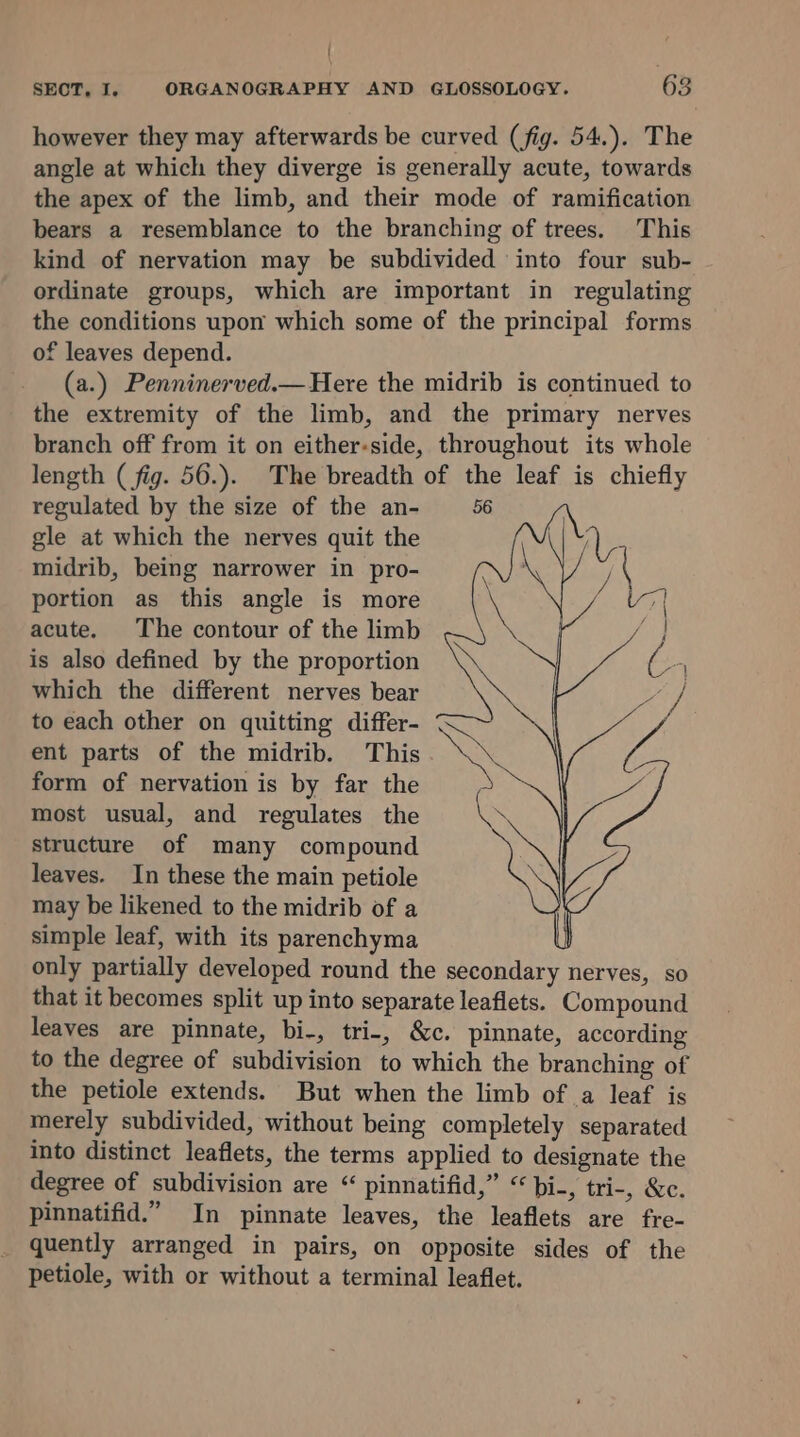{ SECT, I. ORGANOGRAPHY AND GLOSSOLOGY. 63 however they may afterwards be curved (fig. 54.). The angle at which they diverge is generally acute, towards the apex of the limb, and their mode of ramification bears a resemblance to the branching of trees. This kind of nervation may be subdivided into four sub- ordinate groups, which are important in regulating the conditions upon which some of the principal forms of leaves depend. (a.) Penninerved.—Here the midrib is continued to the extremity of the limb, and the primary nerves branch off from it on either-side, throughout its whole length (fig. 56.). The breadth of the leaf is chiefly regulated by the size of the an- 56 gle at which the nerves quit the midrib, being narrower in pro- portion as this angle is more acute. The contour of the limb is also defined by the proportion which the different nerves bear to each other on quitting differ- ent parts of the midrib. This. form of nervation is by far the most usual, and regulates the structure of many compound leaves. In these the main petiole may be likened to the midrib of a simple leaf, with its parenchyma only partially developed round the secondary nerves, so that it becomes split up into separate leaflets. Compound leaves are pinnate, bi-, tri-, &amp;c. pinnate, according to the degree of subdivision to which the branching of the petiole extends. But when the limb of a leaf is merely subdivided, without being completely separated into distinct leaflets, the terms applied to designate the degree of subdivision are “ pinnatifid,” “ bi-, tri-, &amp;c. pinnatifid.” In pinnate leaves, the leaflets are fre- quently arranged in pairs, on opposite sides of the petiole, with or without a terminal leaflet.