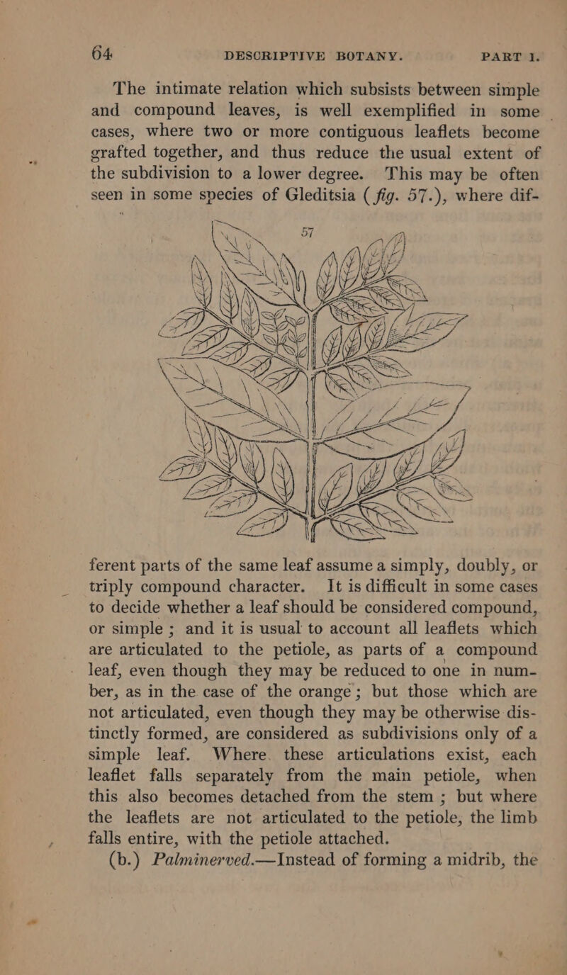 ha The intimate relation which subsists between simple and compound leaves, is well exemplified in some _ cases, where two or more contiguous leaflets become grafted together, and thus reduce the usual extent of the subdivision to a lower degree. This may be often seen in some species of Gleditsia ( fig. 57.), where dif- ferent parts of the same leaf assume a simply, doubly, or triply compound character. It is difficult in some cases to decide whether a leaf should be considered compound, or simple ; and it is usual to account all leaflets which are articulated to the petiole, as parts of a compound leaf, even though they may be reduced to one in num- ber, as in the case of the orange; but those which are not articulated, even though they may be otherwise dis- tinctly formed, are considered as subdivisions only of a simple leaf. Where. these articulations exist, each leaflet falls separately from the main petiole, when this also becomes detached from the stem ; but where the leaflets are not articulated to the petiole, the limb falls entire, with the petiole attached. (b.) Palminerved.—Instead of forming a midrib, the