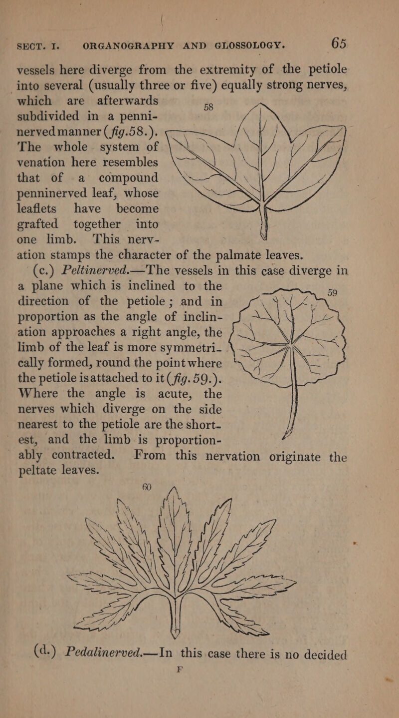 ( SECT. I. ORGANOGRAPHY AND GLOSSOLOGY. 65 vessels here diverge from the extremity of the petiole into several (usually three or five) equally strong nerves, which are afterwards subdivided in a penni- nerved manner ( fig.58.). The whole system of venation here resembles that of a compound penninerved leaf, whose leaflets have become grafted together into one limb. This nerv- ation stamps the character of the palmate leaves. (c.) Peltinerved.—The vessels in this case diverge in a plane which is inclined to the direction of the petiole; and in proportion as the angle of inclin- ation approaches a right angle, the limb of the leaf is more symmetri- cally formed, round the point where the petiole isattached to it (fig. 59.). Where the angle is acute, the nerves which diverge on the side nearest to the petiole are the short- est, and the limb is proportion- _ ably contracted. From this nervation originate the peltate leaves. i} {Vi (d.) Pedalinerved.—In this case there is no decided F