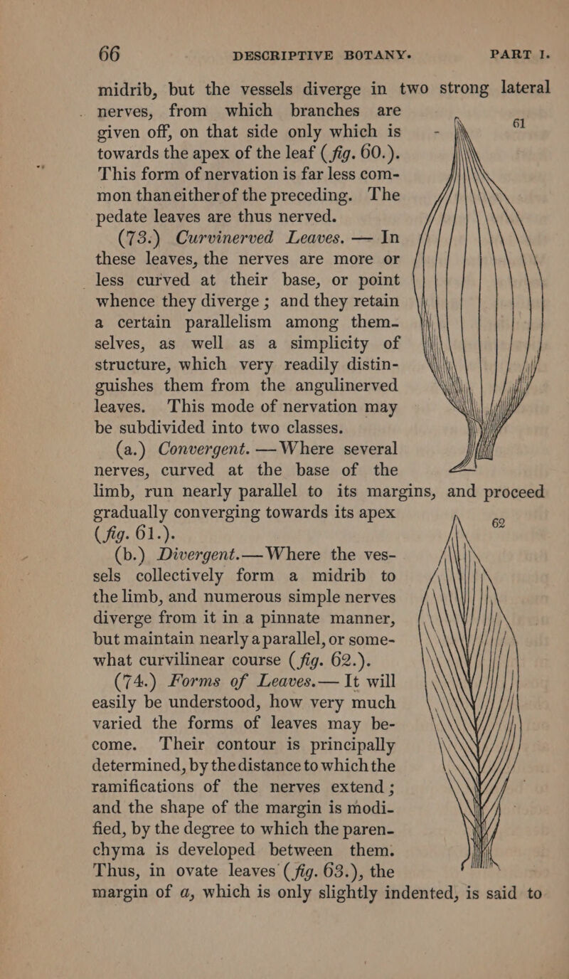 midrib, but the vessels diverge in two strong lateral . nerves, from which branches are given off, on that side only which is towards the apex of the leaf (fig. 60.). This form of nervation is far less com- mon thaneither of the preceding. The pedate leaves are thus nerved. (73:) Curvinerved Leaves, — In these leaves, the nerves are more or less curved at their base, or point whence they diverge ; and they retain a certain parallelism among them- selves, as well as a simplicity of structure, which very readily distin- guishes them from the angulinerved leaves. This mode of nervation may be subdivided into two classes. (a.) Convergent. —Where several nerves, curved at the base of the limb, run nearly parallel to its margins, and proceed gradually converging towards its apex ( fig. 61.). (b.) Divergent.— Where the ves- sels collectively form a midrib to the limb, and numerous simple nerves diverge from it in a pinnate manner, but maintain nearly a parallel, or some- what curvilinear course (fig. 62.). (74.) Forms of Leaves.— It will easily be understood, how very much varied the forms of leaves may be- come. Their contour is principally determined, by the distance to which the ramifications of the nerves extend ; and the shape of the margin is modi- fied, by the degree to which the paren- chyma is developed between them. Thus, in ovate leaves (fig. 63.), the margin of a, which is only slightly indented, is said to