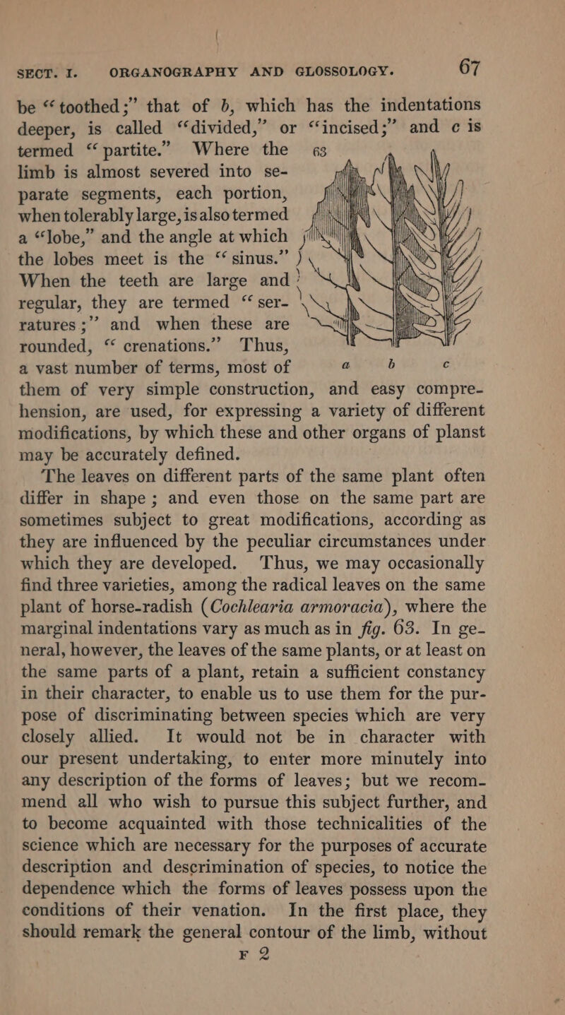 ( SECT. I. ORGANOGRAPHY AND GLOSSOLOGY. 67 be “toothed ;” that of 6, which has the indentations deeper, is called “divided,” or “‘incised;” and c is termed “ partite.” Where the limb is almost severed into se- parate segments, each portion, when tolerably large, is also termed a “lobe,” and the angle at which the lobes meet is the ‘ sinus.”’ ) When the teeth are large and! regular, they are termed “ ser- ratures ;’”’ and when these are rounded, “ crenations.”” Thus, a vast number of terms, most of a b c them of very simple construction, and easy compre- hension, are used, for expressing a variety of different modifications, by which these and other organs of planst may be accurately defined. The leaves on different parts of the same plant often differ in shape ; and even those on the same part are sometimes subject to great modifications, according as they are influenced by the peculiar circumstances under which they are developed. Thus, we may occasionally find three varieties, among the radical leaves on the same plant of horse-radish (Cochlearia armoracia), where the marginal indentations vary as much as in fig. 63. In ge- neral, however, the leaves of the same plants, or at least on the same parts of a plant, retain a sufficient constancy in their character, to enable us to use them for the pur- pose of discriminating between species which are very closely allied. It would not be in character with our present undertaking, to enter more minutely into any description of the forms of leaves; but we recom- mend all who wish to pursue this subject further, and to become acquainted with those technicalities of the science which are necessary for the purposes of accurate description and descrimination of species, to notice the dependence which the forms of leaves possess upon the conditions of their venation. In the first place, they should remark the general contour of the limb, without
