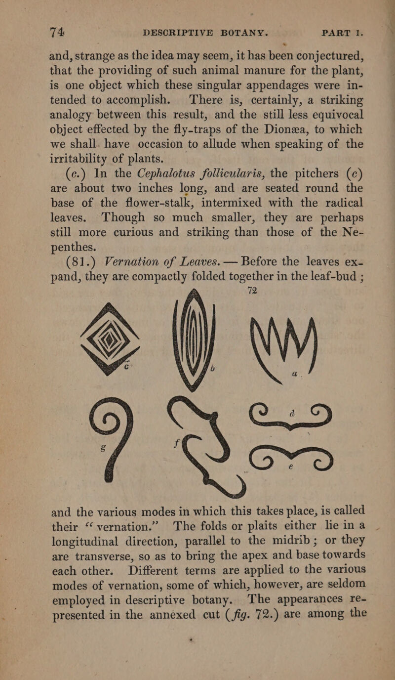 and, strange as the idea may seem, it has been conjectured, that the providing of such animal manure for the plant, is one object which these singular appendages were in- tended to accomplish. There is, certainly, a striking analogy between this result, and the still less equivocal object effected by the fly-traps of the Dionea, to which we shall. have occasion to allude when speaking of the irritability of plants. (c.) In the Cephalotus follicularis, the pitchers (ce) are about two inches long, and are seated round the base of the flower-stalk, intermixed with the radical leaves. Though so much smaller, they are perhaps still more curious and striking than those of the Ne- penthes. | (81.) Vernation of Leaves. — Before the leaves ex- pand, they are compactly folded together in the leaf-bud ; 72 ZS | NS : a. Li CYD : e and the various modes in which this takes place, is called their “ vernation.” The folds or plaits either lieina _ longitudinal direction, parallel to the midrib; or they are transverse, so as to bring the apex and base towards each other. Different terms are applied to the various modes of vernation, some of which, however, are seldom employed in descriptive botany. The appearances re- presented in the annexed cut (fig. 72.) are among the