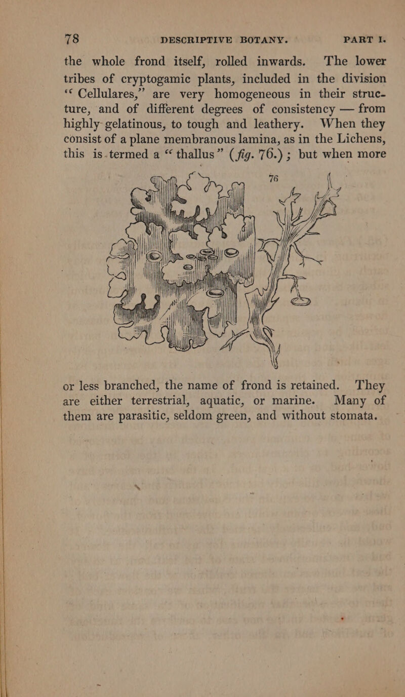 the whole frond itself, rolled inwards. The lower tribes of cryptogamic plants, included in the division ‘* Cellulares,” are very homogeneous in their struc- ture, and of different degrees of consistency — from highly gelatinous, to tough and leathery. When they consist of a plane membranous lamina, as in the Lichens, this is.termed a “ thallus” (fig. '76.) ; but when more a or less branched, the name of frond is retained. They are either terrestrial, aquatic, or marine. Many of them are parasitic, seldom green, and without stomata.