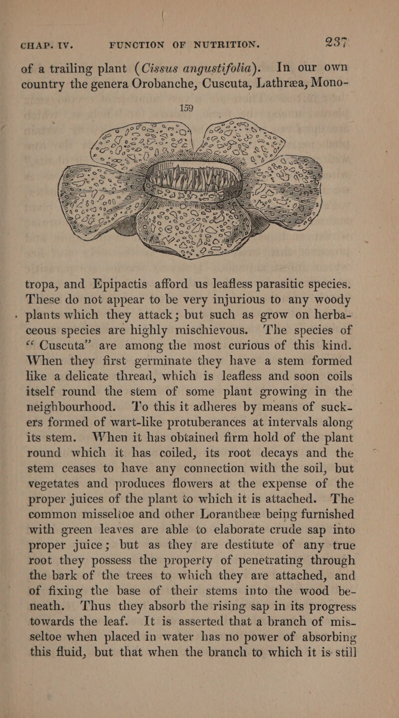 CHAP. TV. Vass ' LEY, CB ~ = oO Why HY iy es=. > ! Mr ANG es ae a aE \ esas | Lai ago Alc oa its stem. When it has obtained firm hold of the plant