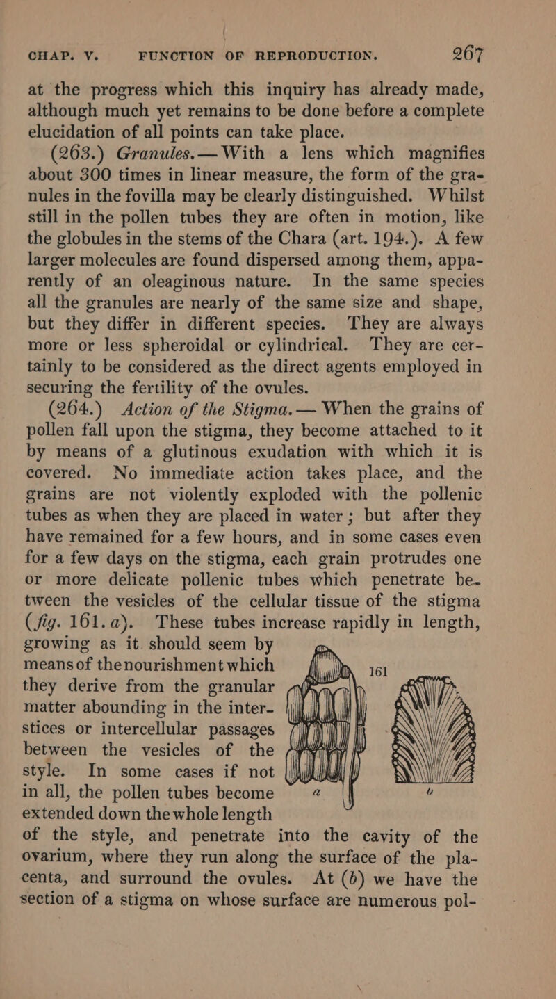 ' CHAP. V. FUNCTION OF REPRODUCTION. 267 at the progress which this inquiry has already made, although much yet remains to be done before a complete elucidation of all points can take place. (263.) Granules.— With a lens which magnifies about 300 times in linear measure, the form of the gra- nules in the fovilla may be clearly distinguished. Whilst still in the pollen tubes they are often in motion, like the globules in the stems of the Chara (art. 194.). A few larger molecules are found dispersed among them, appa- rently of an oleaginous nature. In the same species all the granules are nearly of the same size and shape, but they differ in different species. They are always more or less spheroidal or cylindrical. They are cer- tainly to be considered as the direct agents employed in securing the fertility of the ovules. (264.) Action of the Stigma.— When the grains of pollen fall upon the stigma, they become attached to it by means of a glutinous exudation with which it is covered. No immediate action takes place, and the grains are not violently exploded with the pollenic tubes as when they are placed in water ; but after they have remained for a few hours, and in some cases even for a few days on the stigma, each grain protrudes one or more delicate pollenic tubes which penetrate be- tween the vesicles of the cellular tissue of the stigma (fig. 161. a). These tubes increase rapidly in length, growing as it. should seem by means of thenourishment which they derive from the granular matter abounding in the inter- stices or intercellular passages between the vesicles of the style. In some cases if not in all, the pollen tubes become extended down the whole length of the style, and penetrate into the cavity of the ovarium, where they run along the surface of the pla- centa, and surround the ovules. At (0) we have the section of a stigma on whose surface are numerous pol-