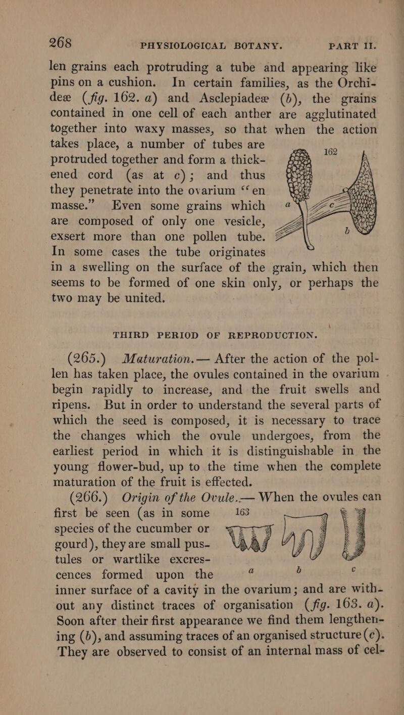 len grains each protruding a tube and appearing like pins on a cushion. In certain families, as the Orchi- dee (fig. 162.a) and Asclepiadee (b), the grains contained in one cell of each anther are agglutinated together into waxy masses, so that when the action takes place, a number of tubes are protruded together and form a thick- ened cord (as at c); and thus they penetrate into the ovarium “en masse.” Even some grains which are composed of only one vesicle, exsert more than one pollen tube. In some cases the tube originates in a swelling on the surface of the grain, which then seems to be formed of one skin only, or perhaps the two may be united. \ THIRD PERIOD OF REPRODUCTION. (265.) Maturation.— After the action of the pol- begin rapidly to increase, and the fruit swells and ripens. But in order to understand the several parts of which the seed is composed, it is necessary to trace the changes which the ovule undergoes, from the earliest period in which it is distinguishable in the young flower-bud, up to the time when the complete maturation of the fruit is effected. (266.) Origin of the Ovule.— When the ovules can first be seen (as in some 163 oe RN species of the cucumber or gourd), they are small pus- tules or wartlike excres- cences formed upon the . inner surface of a cavity in the ovarium; and are with- out any distinct traces of organisation (fig. 103. a). Soon after their first appearance we find them lengthen- ing (b), and assuming traces of an organised structure (ec). They are observed to consist of an internal mass of cel-
