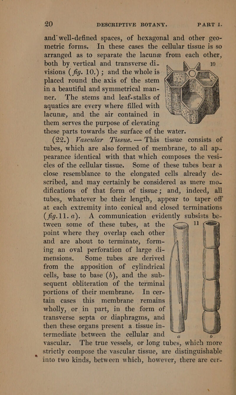 and well-defined spaces, of hexagonal and other geo- metric forms. In these cases the cellular tissue is so arranged as to separate the lacune from each other, both by vertical and transverse di- visions (fig. 10.) ; and the whole is placed round the axis of the stem in a beautiful and symmetrical man- ner. The stems and leaf-stalks of aquatics are every where filled with lacune, and the air contained in them serves the purpose of elevating these parts towards the surface of the water. (22.) Vascular Tissue. — This tissue consists of tubes, which are also formed of membrane, to all ap. pearance identical with that which composes the vesi- cles of the cellular tissue. Some of these tubes bear a close resemblance to the elongated cells already de- scribed, and may certainly be considered as mere mo- difications of that form of tissue; and, indeed, all tubes, whatever be their length, appear to taper off at each extremity into conical and closed terminations (fig.11.a). A communication evidently subsists be- tween some of these tubes, at the point where they overlap each other and are about to terminate, form- ing an oval perforation of large di- mensions. Some tubes are derived from the apposition of cylindrical cells, base to base (b), and the sub- sequent obliteration of the terminal portions of their membrane. In cer- tain cases this membrane remains wholly, or in part, in the form of transverse septa or diaphragms, and then these organs present a tissue in- termediate between the cellular and ~{ vascular. ‘The true vessels, or long tubes, which more strictly compose the vascular tissue, are distinguishable into two kinds, between which, however, there are cer-