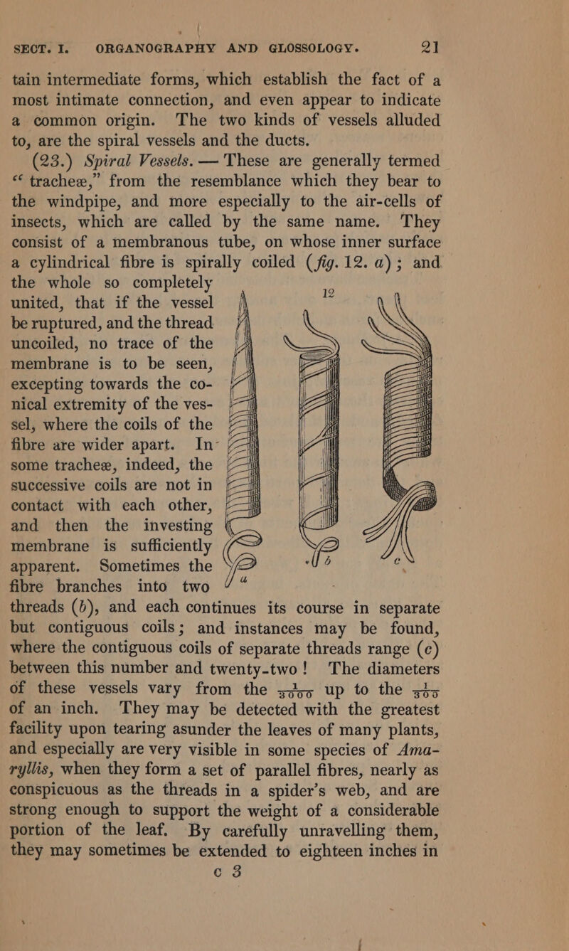 { SECT. I. ORGANOGRAPHY AND GLOSSOLOGY. 21 tain intermediate forms, which establish the fact of a most intimate connection, and even appear to indicate @ common origin. The two kinds of vessels alluded to, are the spiral vessels and the ducts. (23.) Spiral Vessels. — These are generally termed *‘ trachee,” from the resemblance which they bear to the windpipe, and more especially to the air-cells of insects, which are called by the same name. They consist of a membranous tube, on whose inner surface a cylindrical fibre is spirally coiled (fig. 12. a); and the whole so completely united, that if the vessel be ruptured, and the thread uncoiled, no trace of the membrane is to be seen, excepting towards the co- nical extremity of the ves- sel, where the coils of the | fibre are wider apart. In° / some trachee, indeed, the | successive coils are not in contact with each other, and then the investing membrane is sufficiently apparent. Sometimes the fibre branches into two threads (b), and each continues its course in separate but contiguous coils; and instances may be found, where the contiguous coils of separate threads range (c) between this number and twenty-two! The diameters of these vessels vary from the sds5 up to the zi; of an inch. They may be detected with the greatest facility upon tearing asunder the leaves of many plants, and especially are very visible in some species of Ama- ryllis, when they form a set of parallel fibres, nearly as conspicuous as the threads in a spider’s web, and are strong enough to support the weight of a considerable portion of the leaf. By carefully unravelling them, they may sometimes be extended to eighteen inches in
