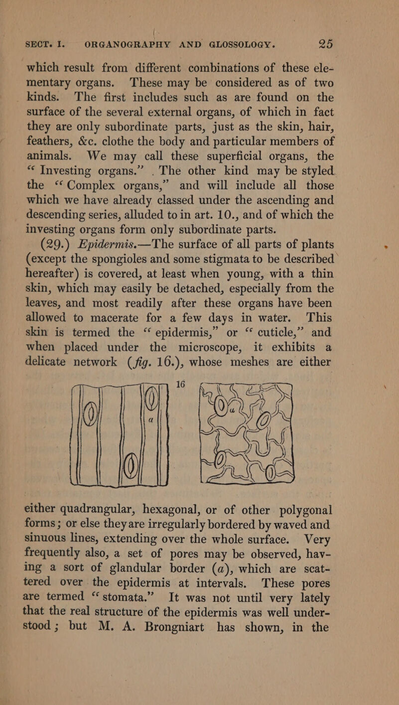{ SECT. I. ORGANOGRAPHY AND GLOSSOLOGY. 25 which result from different combinations of these ele- mentary organs. These may be considered as of two _ kinds. The first includes such as are found on the surface of the several external organs, of which in fact they are only subordinate parts, just as the skin, hair, feathers, &amp;c. clothe the body and particular members of animals. We may call these superficial organs, the *« Investing organs.” . The other kind may be styled the “‘ Complex organs,” and will include all those which we have already classed under the ascending and descending series, alluded to in art. 10., and of which the investing organs form only subordinate parts. (29.) Epidermis.—The surface of all parts of plants (except the spongioles and some stigmata to be described hereafter) is covered, at least when young, with a thin skin, which may easily be detached, especially from the leaves, and most readily after these organs have been allowed to macerate for a few days in water. This skin is termed the “ epidermis,” or “ cuticle,” and when placed under the microscope, it exhibits a delicate network (jig. 16.), whose meshes are either either quadrangular, hexagonal, or of other polygonal forms ; or else they are irregularly bordered by waved and sinuous lines, extending over the whole surface. Very frequently also, a set of pores may be observed, hav- ing a sort of glandular border (a), which are scat- tered over the epidermis at intervals. These pores are termed “stomata.” It was not until very lately that the real structure of the epidermis was well under- stood; but M. A. Brongniart has shown, in the
