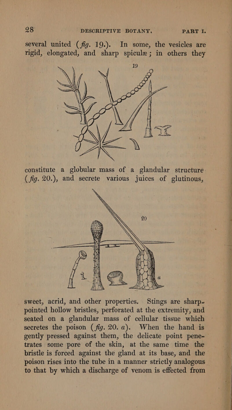 several united (fig. 19.). In some, the vesicles are rigid, elongated, and sharp spicule ; in others they constitute a globular mass of a glandular structure ( fig. 20.), and secrete various juices of glutinous, _ sweet, acrid, and other properties. Stings are sharp- pointed hollow bristles, perforated at the extremity, and seated on a glandular mass of cellular tissue which secretes the poison (fig. 20. a). When the hand is trates some pore of the skin, at the same time the bristle is forced against the gland at its base, and the poison rises into the tube in a manner strictly analogous to that by which a discharge of venom is effected from ee PG ee