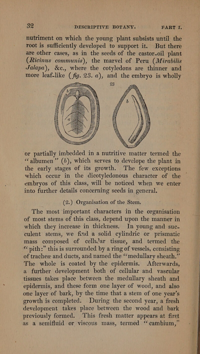 or partially imbedded in a nutritive matter termed: the ‘albumen ”’ (6), which serves to develope the plant in the early stages of its growth. The few exceptions which occur in the dicotyledonous character of the embryos of this class, will be noticed when we enter into further details concerning seeds in general. (2.) Organisation of the Stem. The most important characters in the organisation of most stems of this class, depend upon the manner in which they increase in thickness. In young and suc- culent stems, we find a solid cylindric or prismatic mass composed of cellutar tissue, and termed the *‘pith:” this is surrounded by a ring of vessels, consisting of trachee and ducts, and named the ‘‘medullary sheath.” The whole is coated by the epidermis. Afterwards, a further development both of cellular and vascular tissues takes place between the medullary sheath and epidermis, and these form one layer of wood, and also one layer of bark, by the time that a stem of one year’s growth is completed. During the second year, a fresh development takes place between the wood and bark previously formed. This fresh matter appears at first as a semifluid or viscous mass, termed ‘‘cambium,”