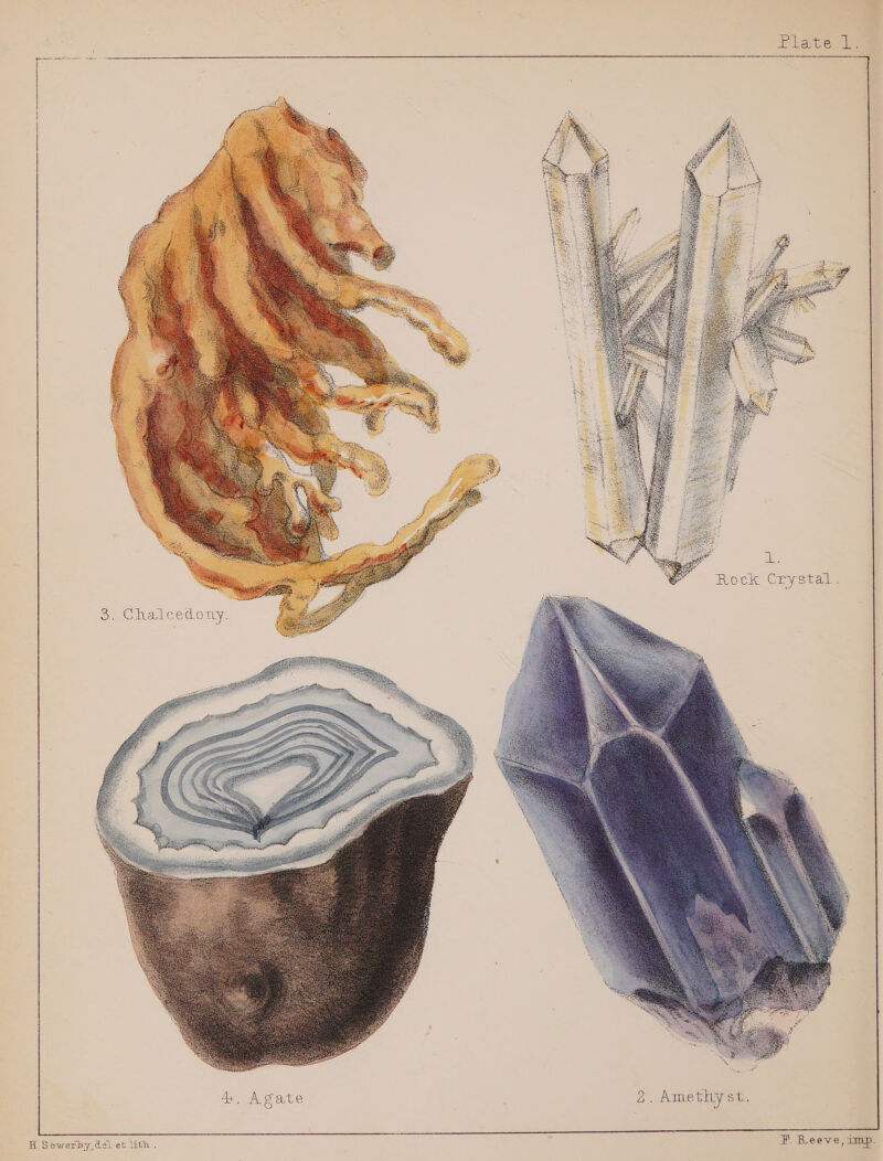 ATES IL. ae Ame tly Sie F. Reeve, imp. H Sowerby dei et lith.