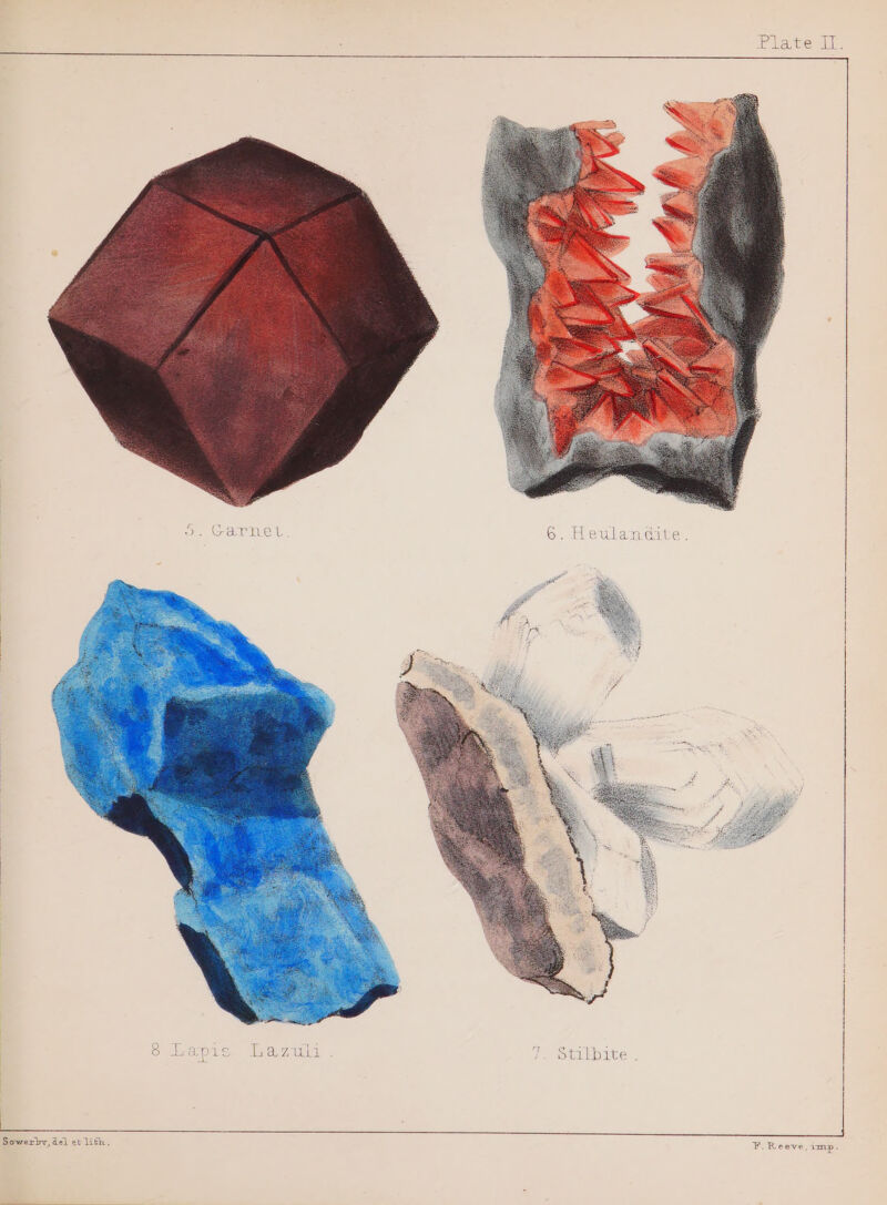 an Carmel Sowerby,del et lith, ¥F. Reeve, imp.