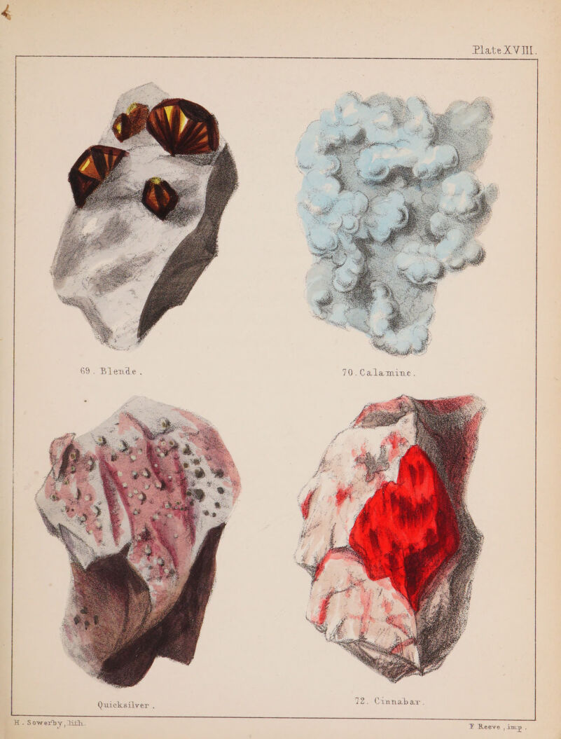 Plate XVIII. Quicksilver . H. Sowerby, hth. E Reeve , inzp .