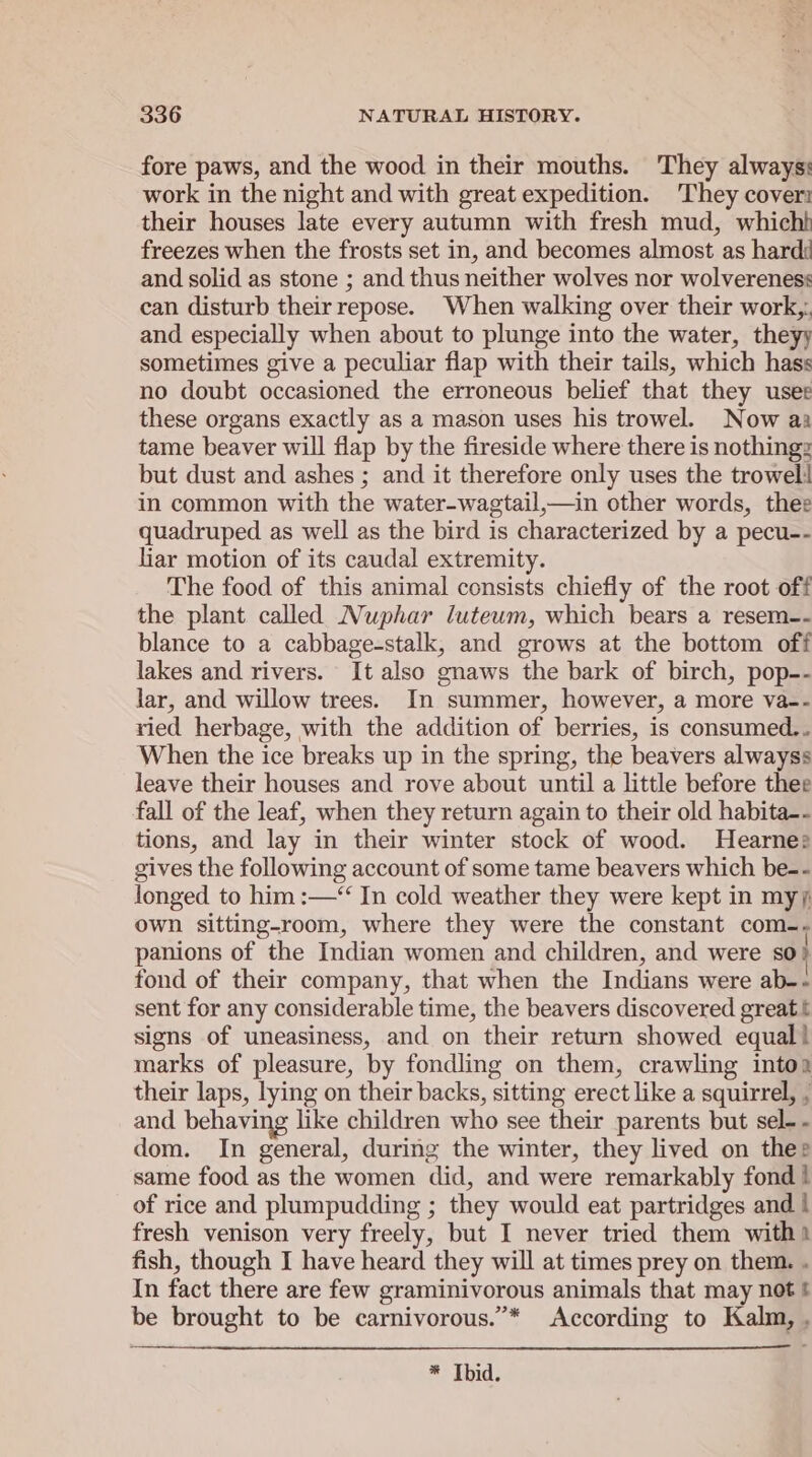 fore paws, and the wood in their mouths. They always: work in the night and with great expedition. They cover: their houses late every autumn with fresh mud, whicht freezes when the frosts set in, and becomes almost as hard and solid as stone ; and thus neither wolves nor wolvereness can disturb their repose. When walking over their work, and especially when about to plunge into the water, theyy sometimes give a peculiar flap with their tails, which hass no doubt occasioned the erroneous belief that they user these organs exactly as a mason uses his trowel. Now aa tame beaver will flap by the fireside where there is nothings but dust and ashes ; and it therefore only uses the trowel! in common with the water-wagtail,—in other words, thee quadruped as well as the bird is characterized by a pecu-- liar motion of its caudal extremity. The food of this animal consists chiefly of the root off the plant called Nuphar luteum, which bears a resem-- blance to a cabbage-stalk, and grows at the bottom off lakes and rivers. It also gnaws the bark of birch, pop-- lar, and willow trees. In summer, however, a more va-- ried herbage, with the addition of berries, is consumed.. When the ice breaks up in the spring, the beavers alwayss leave their houses and rove about until a little before thee fall of the leaf, when they return again to their old habita-- tions, and lay in their winter stock of wood. Hearne: gives the following account of some tame beavers which be-- longed to him :—‘ In cold weather they were kept in my/ own sitting-room, where they were the constant com-- panions of the Indian women and children, and were so fond of their company, that when the Indians were ab-- sent for any considerable time, the beavers discovered great t signs of uneasiness, and on their return showed equal} marks of pleasure, by fondling on them, crawling intoa their laps, lying on their backs, sitting erect like a squirrel, . and behaving like children who see their parents but sel- - dom. In general, during the winter, they lived on thee same food as the women did, and were remarkably fond ! of rice and plumpudding ; they would eat partridges and | fresh venison very freely, but I never tried them witht fish, though I have heard they will at times prey on them. . In fact there are few graminivorous animals that may not t be brought to be carnivorous.”* According to Kalm, , * Ibid.