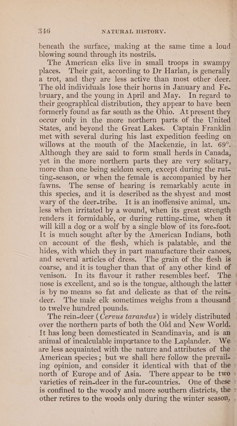 beneath the surface, making at the same time a loud blowing sound through its nostrils. The American elks live in small troops in swampy places. Their gait, according to Dr Harlan, is generally a trot, and they are less active than most other deer. The old individuals lose their horns in January and Fe- bruary, and the young in April and May. In regard to formerly found as far south as the Ohio. At present they occur only in the more northern parts of the United States, and beyond the Great Lakes. Captain Franklin met with several during his last expedition feeding on willows at the mouth of the Mackenzie, in lat. 69°. Although they are said to form small herds in Canada, yet in the more northern parts they are very solitary, more than one being seldom seen, except during the rut- ting-season, or when the female is accompanied by her fawns. ‘The sense of hearing is remarkably acute in this species, and it is described as the shyest and most wary of the deer-tribe. It is an inoffensive animal, un- less when irritated by a wound, when its great strength renders it formidable, or during rutting-time, when it will kill a dog or a wolf by a single blow of its fore-foot. It is much sought after by the American Indians, both on account of the flesh, which is palatable, and the hides, with which they in part manufacture their canoes, and several articles of dress. The grain of the flesh is venison. In its flavour it rather resembles beef. The nose is excellent, and so is the tongue, although the latter is by no means so fat and delicate as that of the rein- deer. The male elk sometimes weighs from a thousand to twelve hundred pounds. over the northern parts of both the Old and New World. It has long been domesticated in Scandinavia, and is an are less acquainted with the nature and attributes of the north of Europe and of Asia. There appear to be two is confined to the woody and more southern districts, the » “e