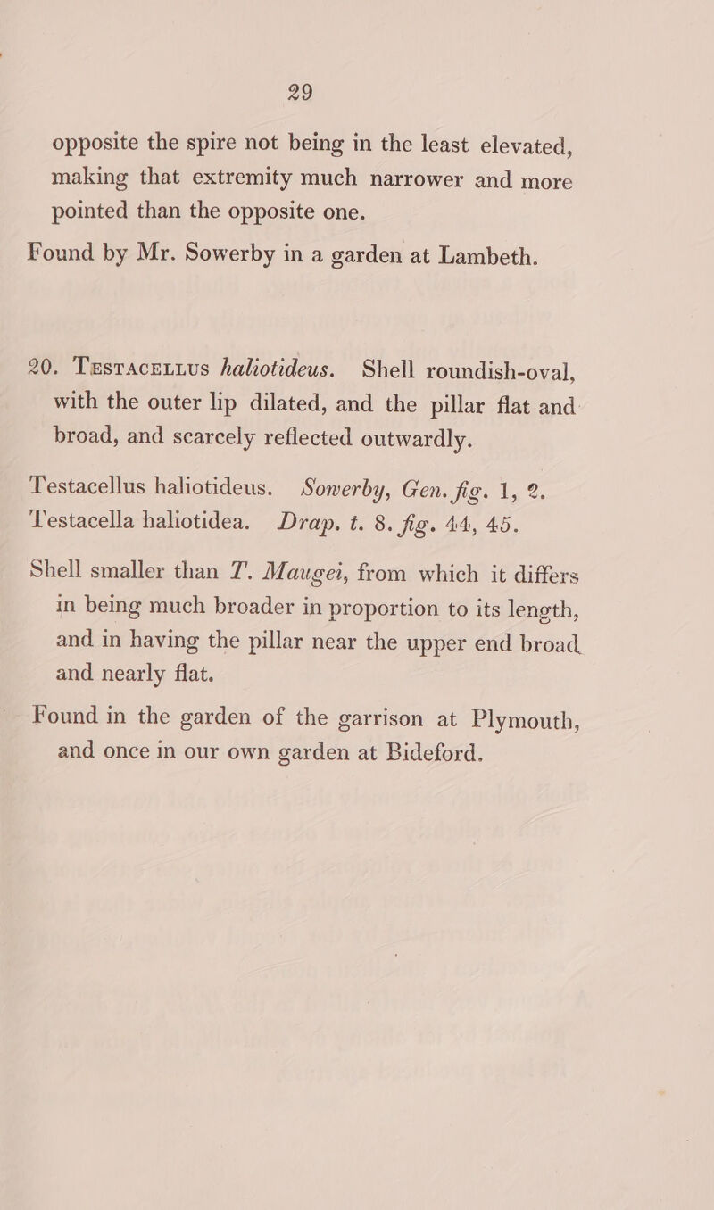 opposite the spire not being in the least elevated, making that extremity much narrower and more pointed than the opposite one. Found by Mr. Sowerby in a garden at Lambeth. 20. Testacetuus haliotideus. Shell roundish-oval, with the outer lip dilated, and the pillar flat and broad, and scarcely reflected outwardly. Testacellus haliotideus. Sowerby, Gen. icon lg o, Testacella haliotidea. Drap. t. 8. fig. 44, 45. Shell smaller than 7. Mauger, from which it differs in being much broader in proportion to its length, and in having the pillar near the upper end broad. and nearly flat. Found in the garden of the garrison at Plymouth, and once in our own garden at Bideford.