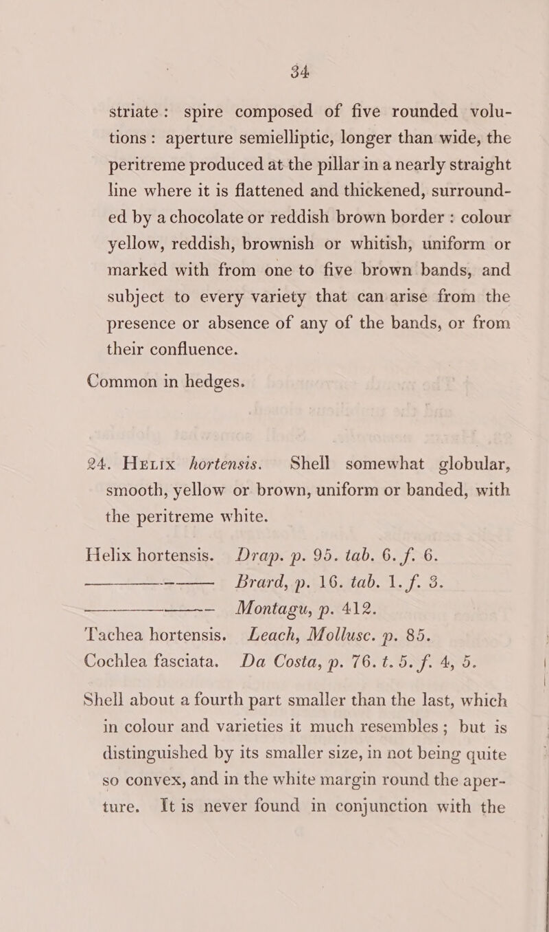 striate: spire composed of five rounded volu- tions: aperture semielliptic, longer than wide, the peritreme produced at the pillar in a nearly straight line where it is flattened and thickened, surround- ed by achocolate or reddish brown border : colour yellow, reddish, brownish or whitish, uniform or marked with from one to five brown bands, and subject to every variety that can arise from the presence or absence of any of the bands, or from their confluence. Common in hedges. 24. Hetrx hortensis. Shell somewhat globular, smooth, yellow or brown, uniform or banded, with the peritreme white. Helix hortensis. Drap. p. 95. tab. 6. f. 6. Brard,.p. 16. tab. 1. f. 3. — Montagu, p. 412. Tachea hortensis. Leach, Mollusc. p. 85. Cochlea fasciata. Da Costa, p. 76.1.5. f. 4, 5. Shell about a fourth part smaller than the last, which in colour and varieties it much resembles; but is distinguished by its smaller size, in not being quite so convex, and in the white margin round the aper- ture. Itis never found in conjunction with the