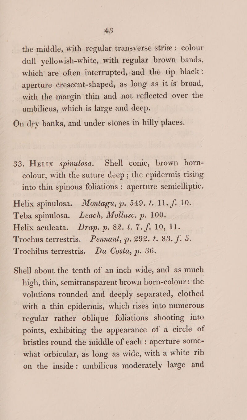 the middle, with regular transverse strice : colour dull yellowish-white, with regular brown bands, which are often interrupted, and the tip black: aperture crescent-shaped, as long as it is broad, with the margin thin and not reflected over the umbilicus, which is large and deep. On dry banks, and under stones in hilly places. 33. Hetix spinulosa. Shell conic, brown horn- colour, with the suture deep; the epidermis rising into thin spinous foliations : aperture semielliptic. Helix spinulosa. Montagu, p. 549. t. 11. f. 10. Teba spinulosa. Leach, Mollusc. p. 100. Helix aculeata. Drap. p. 82. t. 7. f. 10, 11. Trochus terrestris. Pennant, p. 292. t. 83. f. 3. Trochilus terrestris. Da Costa, p. 36. Shell about the tenth of an inch wide, and as much high, thin, semitransparent brown horn-colour : the volutions rounded and deeply separated, clothed with a thin epidermis, which rises into numerous regular rather oblique foliations shooting into points, exhibiting the appearance of a circle of bristles round the middle of each : aperture some what orbicular, as long as wide, with a white rib on the inside: umbilicus moderately large and