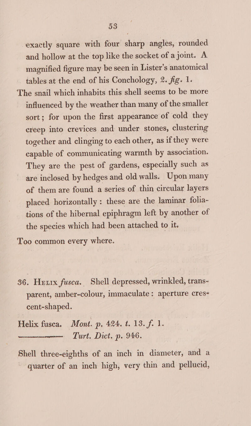 exactly square with four sharp angles, rounded and hollow at the top like the socket of a joint. A magnified figure may be seen in Lister’s anatomical tables at the end of his Conchology, 2. fig. 1. The snail which inhabits this shell seems to be more influenced. by the weather than many of the smaller sort; for upon the first appearance of cold they creep into crevices and under stones, clustering together and clinging to each other, as if they were capable of communicating warmth by association. They are the pest of gardens, especially such as are inclosed by hedges and old walls. Upon many of them are found a series of thin circular layers placed horizontally: these are the laminar folia- tions of the hibernal epiphragm left by another of the species which had been attached to it. Too common every where. 36. Hexix fusca. Shell depressed, wrinkled, trans- parent, amber-colour, immaculate: aperture cres- cent-shaped. Helix fusca. Mont. p, 424. t. 13. f. 1. —— Turt. Dict. p. 946. Shell three-eighths of an inch in diameter, and a quarter of an inch high, very thin and pellucid,