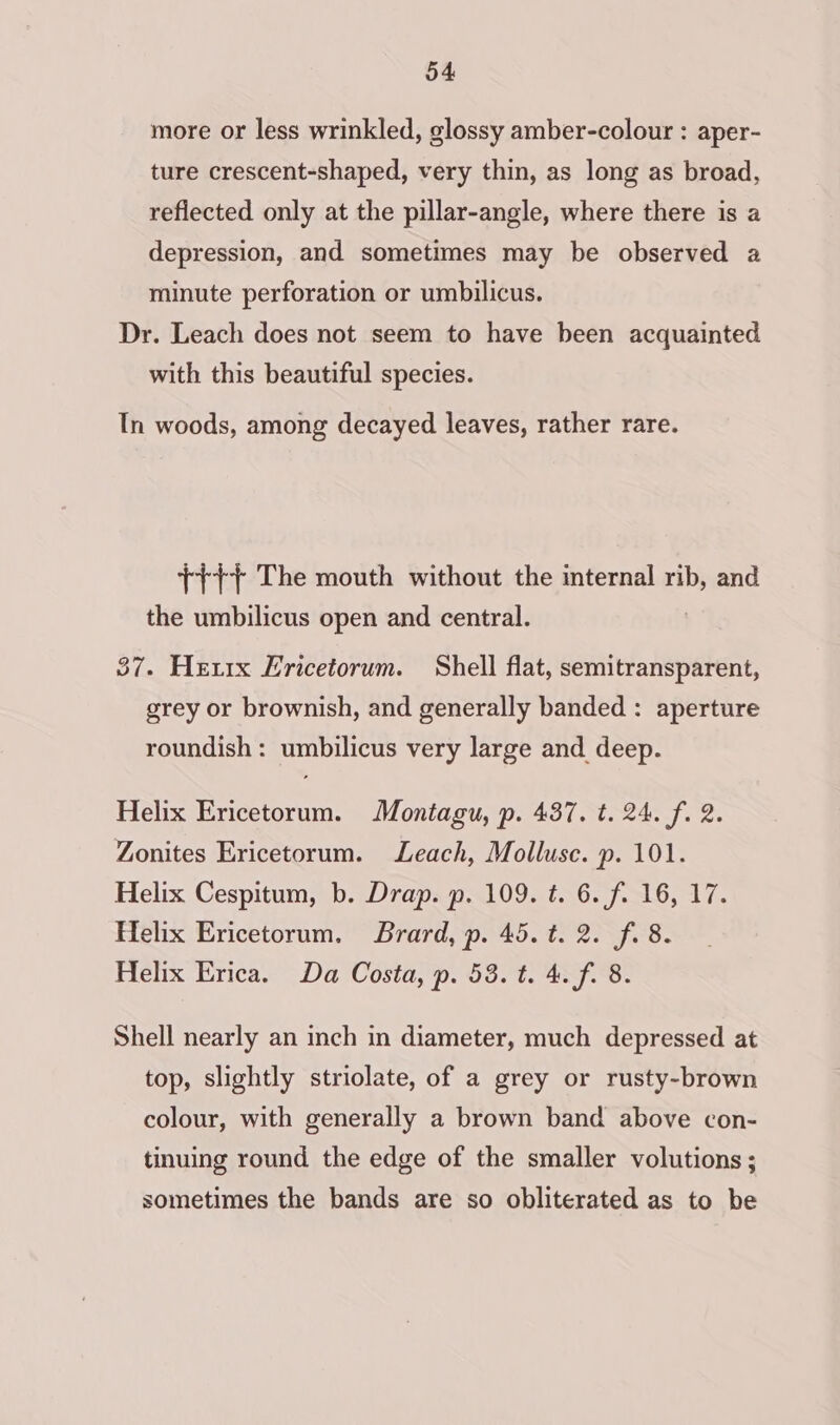 more or less wrinkled, glossy amber-colour : aper- ture crescent-shaped, very thin, as long as broad, reflected only at the pillar-angle, where there is a depression, and sometimes may be observed a minute perforation or umbilicus. Dr. Leach does not seem to have been acquainted with this beautiful species. In woods, among decayed leaves, rather rare. +++} The mouth without the internal rib, and the umbilicus open and central. | 37. Hexz1x Fricetorum. Shell flat, semitransparent, grey or brownish, and generally banded : aperture roundish: umbilicus very large and. deep. Helix Ericetorum. Montagu, p. 437. t. 24. f. 2. Zonites Ericetorum. Leach, Mollusc. p. 101. Helix Cespitum, b. Drap. p. 109. t. 6. f. 16, 17. Helix Ericetorum. JBrard, p. 45. t. 2. f. 8. Helix Erica. Da Costa, p. 53. t. 4. f. 8. Shell nearly an inch in diameter, much depressed at top, slightly striolate, of a grey or rusty-brown colour, with generally a brown band above con- tinuing round the edge of the smaller volutions ; sometimes the bands are so obliterated as to be