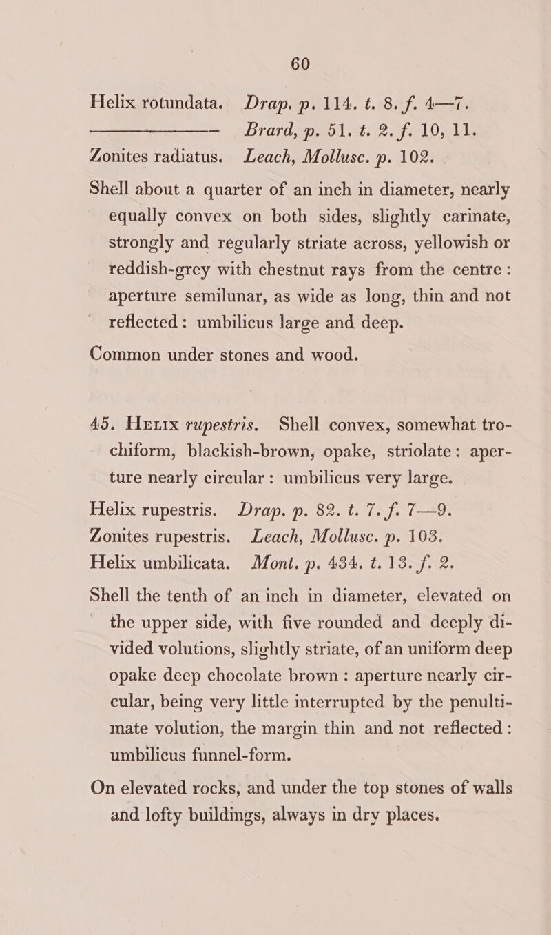Helix rotundata. Drap. p. 114. t. 8. f. 4—7. — sbrardspnol At. 2.ife 1d Zonites radiatus. Leach, Mollusc. p. 102. Shell about a quarter of an inch in diameter, nearly equally convex on both sides, slightly carinate, strongly and regularly striate across, yellowish or reddish-grey with chestnut rays from the centre : aperture semilunar, as wide as long, thin and not reflected: umbilicus large and deep. Common under stones and wood. 45. Hexix rupestris. Shell convex, somewhat tro- chiform, blackish-brown, opake, striolate: aper- ture nearly circular: umbilicus very large. Helix rupestris. Drap. p. 82. t. 7. f. 7—9. Zonites rupestris. Leach, Mollusc. p. 103. Helix umbilicata. Mont. p. 434. t.13. fi 2. Shell the tenth of an inch in diameter, elevated on the upper side, with five rounded and deeply di- vided volutions, slightly striate, of an uniform deep opake deep chocolate brown : aperture nearly cir- cular, being very little interrupted by the penulti- mate volution, the margin thin and not reflected : umbilicus funnel-form. On elevated rocks, and under the top stones of walls and lofty buildmgs, always in dry places,
