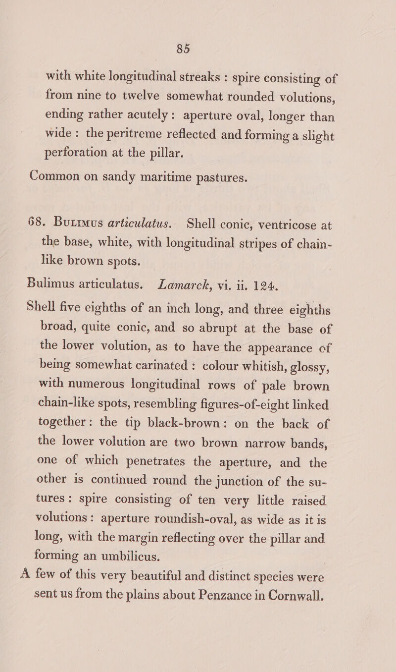 with white longitudinal streaks : spire consisting of from nine to twelve somewhat rounded volutions, ending rather acutely: aperture oval, longer than wide : the peritreme reflected and forming a slight perforation at the pillar. Common on sandy maritime pastures. 68. Buximus articulatus. Shell conic, ventricose at the base, white, with longitudinal stripes of chain- like brown spots. Bulimus articulatus. Lamarck, vi. ii. 124. Shell five eighths of an inch long, and three eighths broad, quite conic, and so abrupt at the base of the lower volution, as to have the appearance of being somewhat carinated : colour whitish, glossy, with numerous longitudinal rows of pale brown chain-like spots, resembling figures-of-eight linked together: the tip black-brown: on the back of the lower volution are two brown narrow bands, | one of which penetrates the aperture, and the other is continued round the junction of the su- tures: spire consisting of ten very little raised volutions : aperture roundish-oval, as wide as it is long, with the margin reflecting over the pillar and forming an umbilicus. A few of this very beautiful and distinct species were sent us from the plains about Penzance in Cornwall.