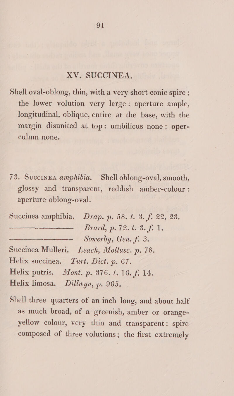 XV. SUCCINEA. Shell oval-oblong, thin, with a very short conic spire ; the lower volution very large: aperture ample, longitudinal, oblique, entire at the base, with the margin disunited at top: umbilicus none: oper- culum none. 73. Succinea amphibia. Shell oblong-oval, smooth, glossy and transparent, reddish amber-colour : aperture oblong-oval. Succinea amphibia. Drap. p. 58. t. 3. f. 22, 23. ———- Brard, p.72.t. 3. f. 1. —_—__— — Sowerby, Gen. f. 3. Succinea Mulleri. Leach, Mollusc. p. 78. Helix succinea. Turt. Dict. p. 67. Helix putris. Mont. p. 376. t. 16. f. 14. Helix limosa. Dillwyn, p. 965, Shell three quarters of an inch long, and about half as much broad, of a greenish, amber or orange- yellow colour, very thin and transparent: spire composed of three volutions; the first extremely