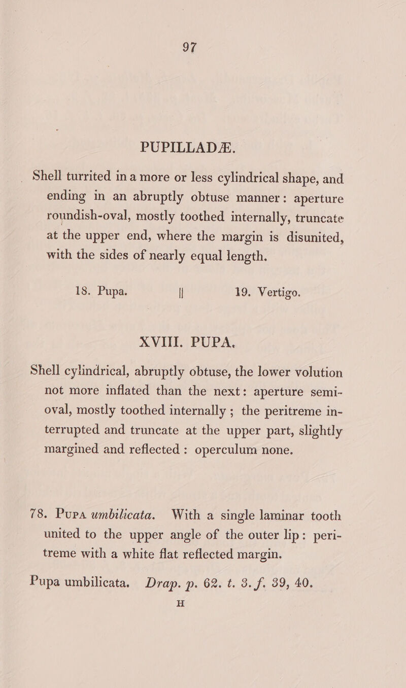 PUPILLADA. _ Shell turrited ina more or less cylindrical shape, and ending in an abruptly obtuse manner: aperture roundish-oval, mostly toothed internally, truncate at the upper end, where the margin is disunited, with the sides of nearly equal length. 18. Pupa. | 19. Vertigo. XVIII. PUPA. Shell cylindrical, abruptly obtuse, the lower volution not more inflated than the next: aperture semi- oval, mostly toothed internally ; the peritreme in- terrupted and truncate at the upper part, slightly margined and reflected : operculum none. 78. Pura umbilicata. With a single laminar tooth united to the upper angle of the outer lip: peri- treme with a white flat reflected margin. Pupa umbilicata. Drap. p. 62. t. 3. f. 39, 40. H