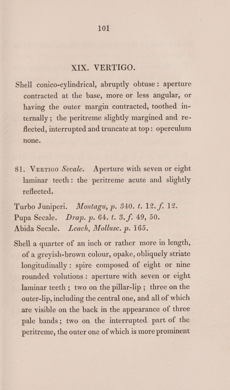 XIX. VERTIGO. Shell conico-cylindrical, abruptly obtuse: aperture contracted at the base, more or less angular, or having the outer margin contracted, toothed in- ternally ; the peritreme slightly margined and re- flected, interrupted and truncate at top: operculum none. 81. Vertico Secale. Aperture with seven or eight laminar teeth: the peritreme acute and slightly reflected. Turbo Juniperi. Montagu, p. 340. t. 12. f. 12. Pupa Secale. Drap. p. 64. t. 3. f. 49, 50. Abida Secale. Leach, Mollusc. p. 165. Shell a quarter of an inch or rather more in length, of a greyish-brown colour, opake, obliquely striate longitudinally : spire composed of eight or nine rounded volutions: aperture with seven or eight laminar teeth ; two on the pillar-lip ; three on the outer-lip, including the central one, and all of which are visible on the back in the appearance of three pale bands; two on the interrupted part of the peritreme, the outer one of which is more prominent