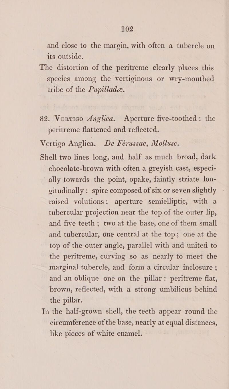 and close to the margin, with often a tubercle on its outside. The distortion of the peritreme clearly places this species among the vertiginous or wry-mouthed tribe of the Pupillade. 82. Vertico Anglica. Aperture five-toothed : the peritreme flattened and reflected. Vertigo Anglica. De Férussac, Mollusc. Shell two lines long, and half as much broad, dark chocolate-brown with often a greyish cast, especi- ally towards the point, opake, faintly striate lon- gitudinally : spire composed of six or seven slightly raised volutions: aperture semielliptic, with a tubercular projection near the top of the outer lip, and five teeth ; two at the base, one of them small and tubercular, one central at the top; one at the top of the outer angle, parallel with and united to the peritreme, curving so as nearly to meet the marginal tubercle, and form a circular inclosure ; and an oblique one on the pillar: peritreme flat, brown, reflected, with a strong umbilicus behind the pillar. In the half-grown shell, the teeth appear round the circumference of the base, nearly at equal distances, like pieces of white enamel.