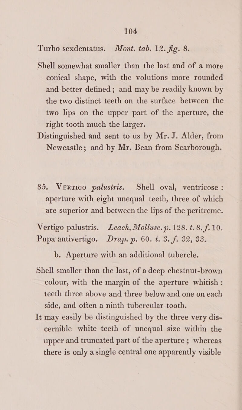 Turbo sexdentatus. Mont. tab. 12. fig. 8. Shell somewhat smaller than the last and of a more conical shape, with the volutions more rounded and better defined; and may be readily known by the two distinct teeth on the surface between the two lips on the upper part of the aperture, the right tooth much the larger. Distinguished and sent to us by Mr. J. Alder, from Newcastle; and by Mr. Bean from Scarborough. 85, VeERtico palustris. Shell oval, ventricose : aperture with eight unequal teeth, three of which are superior and between the lips of the peritreme. Vertigo palustris. Leach, Mollusc. p.128. t.8.f.10. Pupa antivertigo. Drap. p. 60. t. 3. f. 32, 33. b. Aperture with an additional tubercle. Shell smaller than the last, of a deep chestnut-brown colour, with the margin of the aperture whitish : teeth three above and three below and one on each side, and often a ninth tubercular tooth. It may easily be distinguished by the three very dis- cernible white teeth of unequal size within the upper and truncated part of the aperture ; whereas there is only asingle central one apparently visible