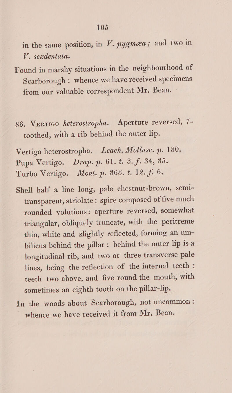 in the same position, in V. pygmcea; and two in V. sexdentata. Found in marshy situations in the neighbourhood of Scarborough : whence we have received specimens from our valuable correspondent Mr. Bean. 86. Vxertico heterostropha. Aperture reversed, 7- toothed, with a rib behind the outer lip. Vertigo heterostropha. Leach, Mollusc. p. 150. Pupa Vertigo. Drap. p. 61. t. 3. f. 34, 35. Turbo Vertigo. Mont. p. 363. t. 12. f. 6. Shell half a line long, pale chestnut-brown, semi- transparent, striolate : spire composed of five much rounded volutions: aperture reversed, somewhat triangular, obliquely truncate, with the peritreme thin, white and slightly reflected, forming an um- pilicus behind the pillar : behind the outer lip is a longitudinal rib, and two or three transverse pale lines, being the reflection of the internal teeth : teeth two above, and five round the mouth, with sometimes an eighth tooth on the pillar-lip. In the woods about Scarborough, not uncommon : whence we have received it from Mr. Bean.